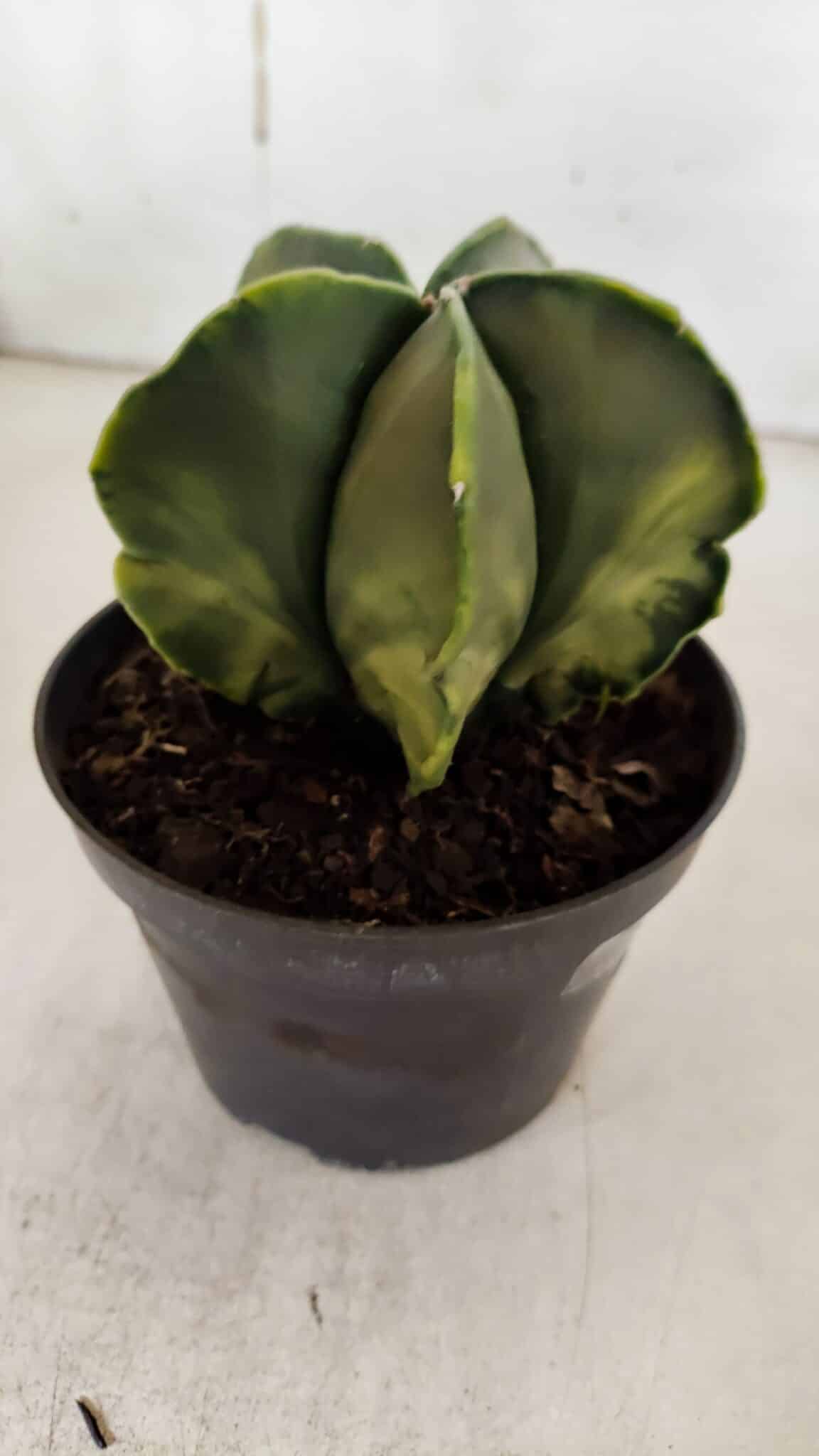 ASTROPHYTUM MYRIOSTIGMA "Variegata" Nº 938 – vaso 11