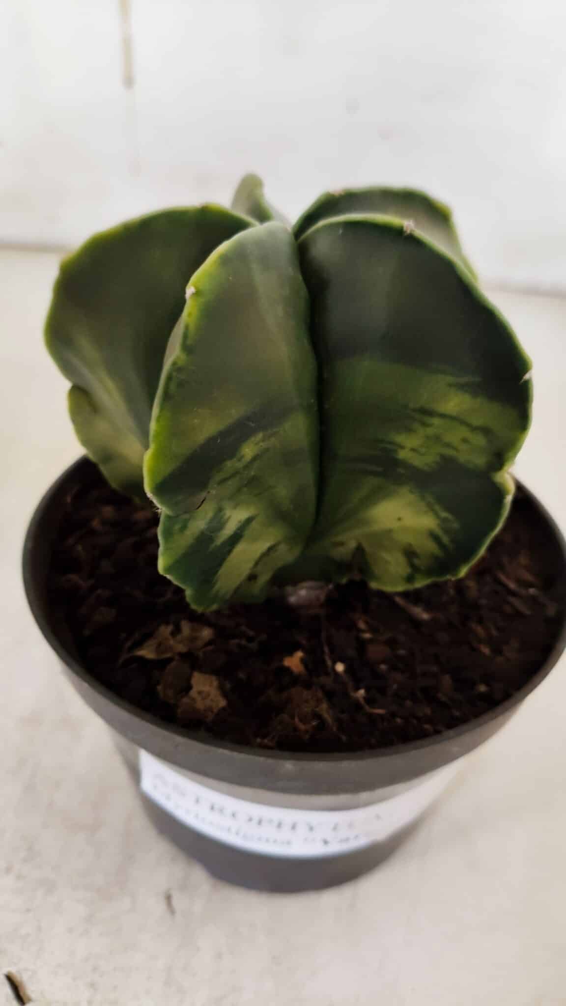 ASTROPHYTUM MYRIOSTIGMA "Variegata" Nº 938 – vaso 11
