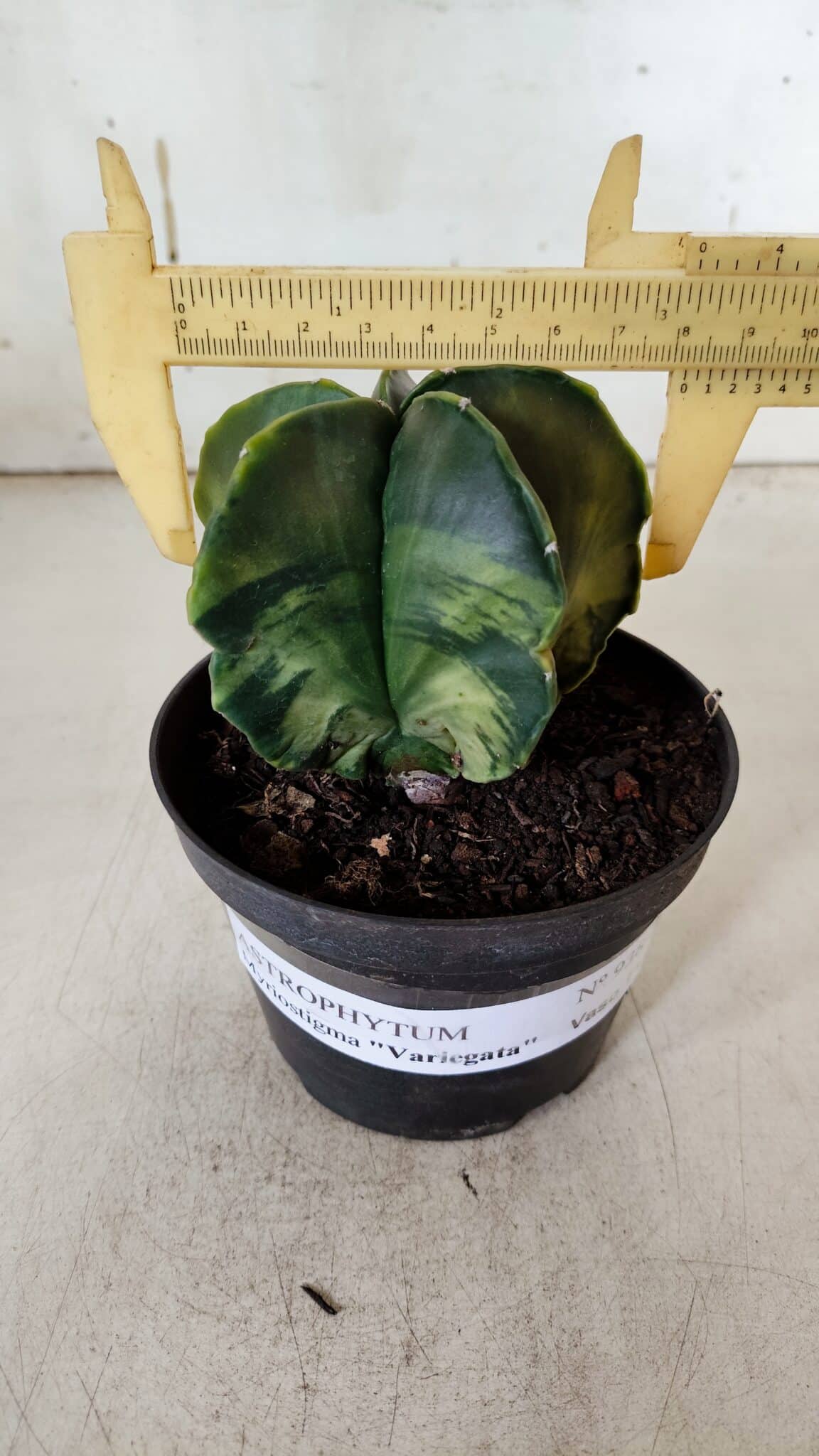 ASTROPHYTUM MYRIOSTIGMA "Variegata" Nº 938 – vaso 11