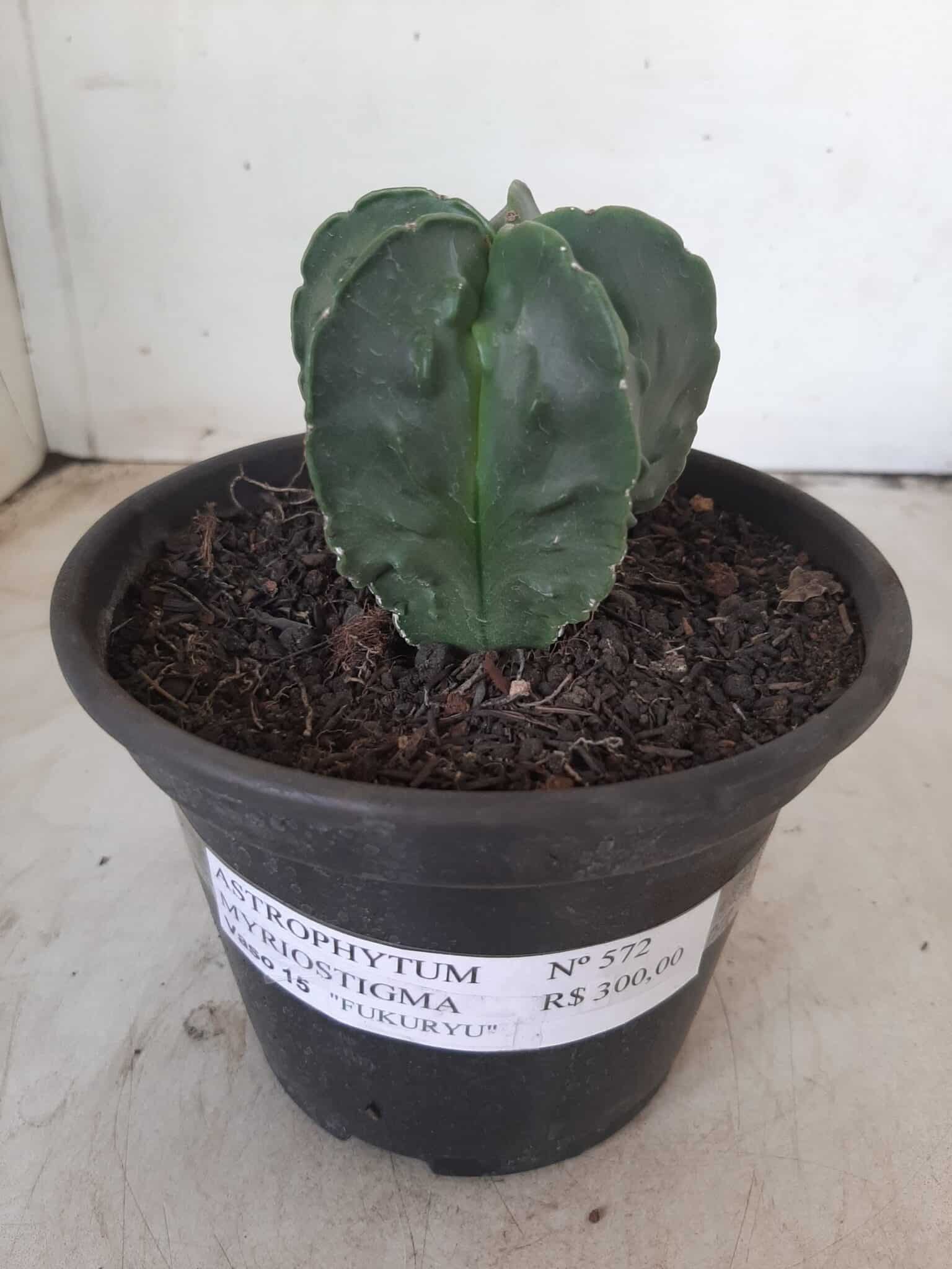ASTROPHYTUM MYRIOSTIGMA cv FUKURYU Nudum  Nº 572 – vaso 15