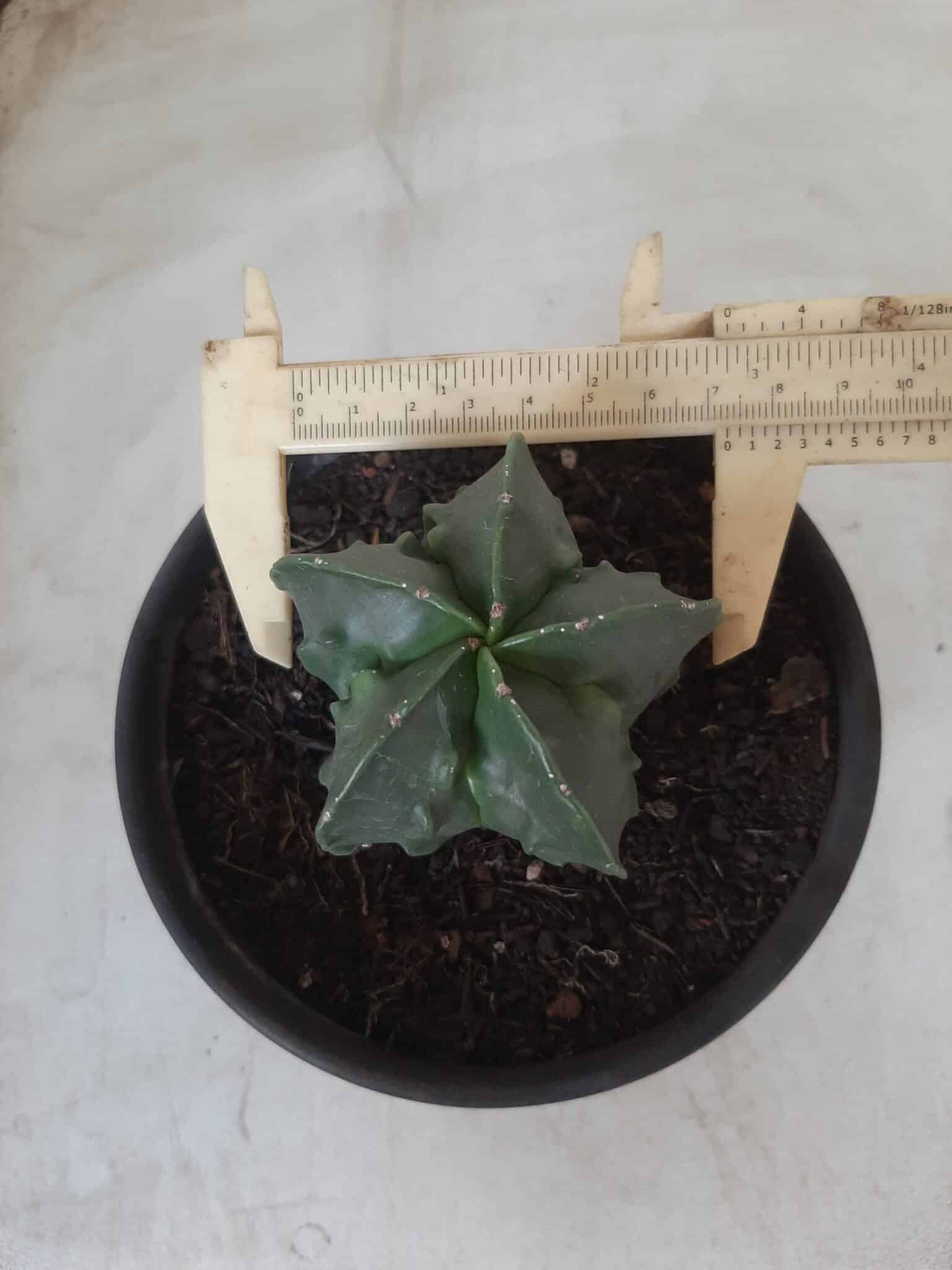 ASTROPHYTUM MYRIOSTIGMA cv FUKURYU Nudum  Nº 572 – vaso 15