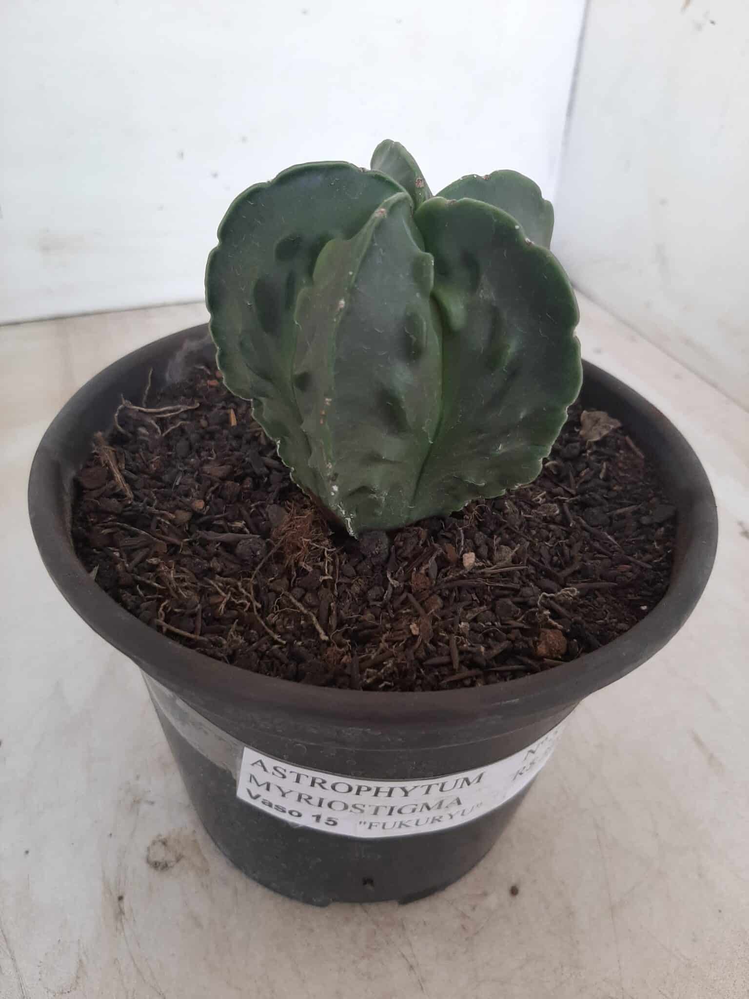 ASTROPHYTUM MYRIOSTIGMA cv FUKURYU Nudum  Nº 572 – vaso 15