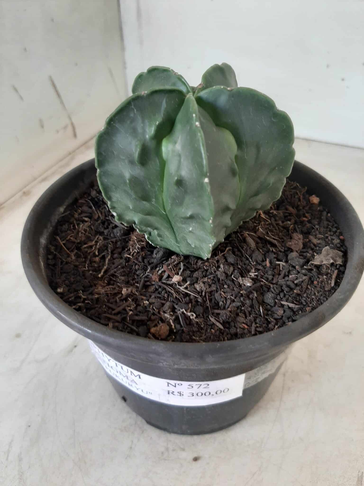 ASTROPHYTUM MYRIOSTIGMA cv FUKURYU Nudum  Nº 572 – vaso 15