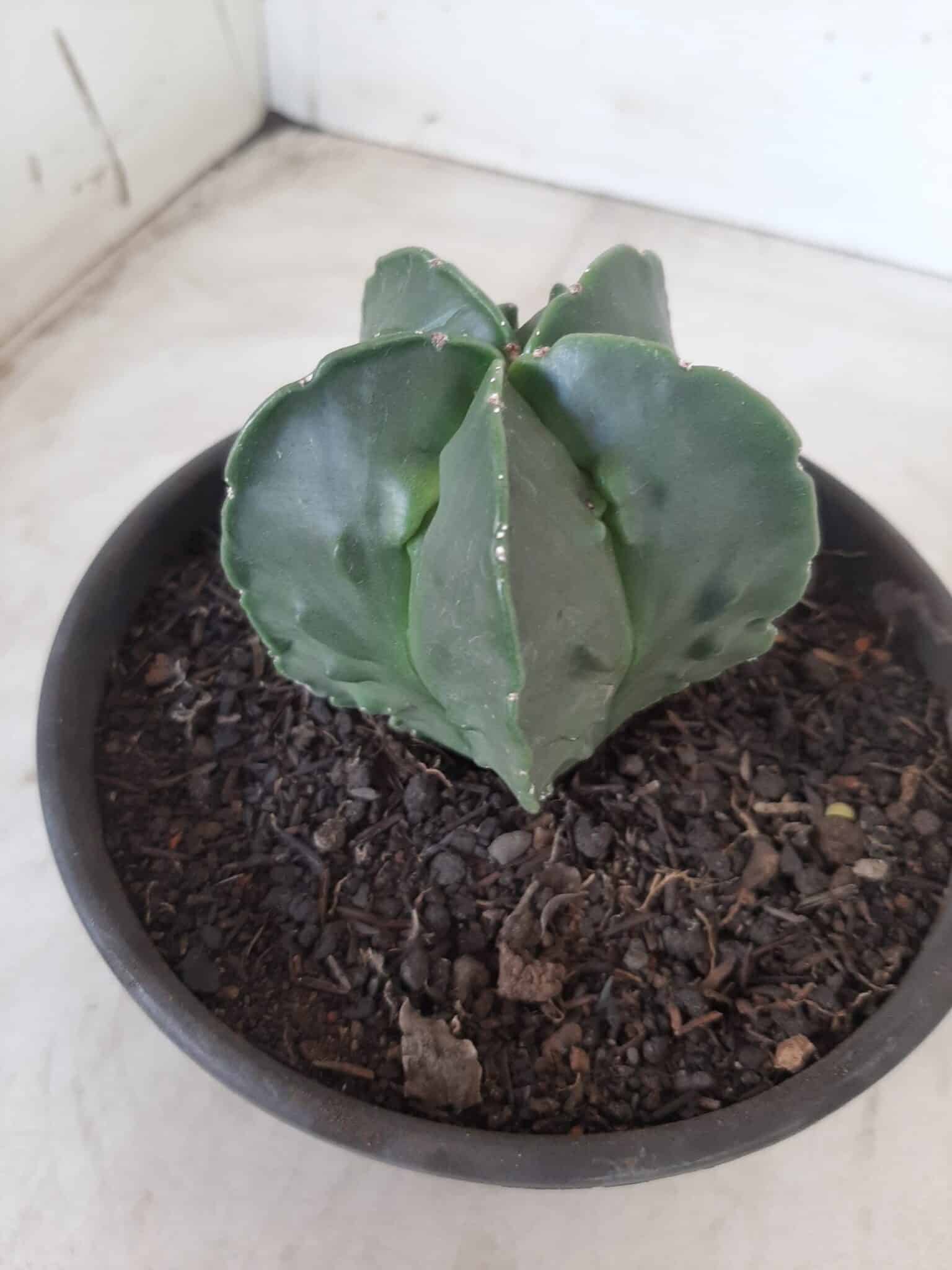 ASTROPHYTUM MYRIOSTIGMA cv FUKURYU Nudum  Nº 572 – vaso 15