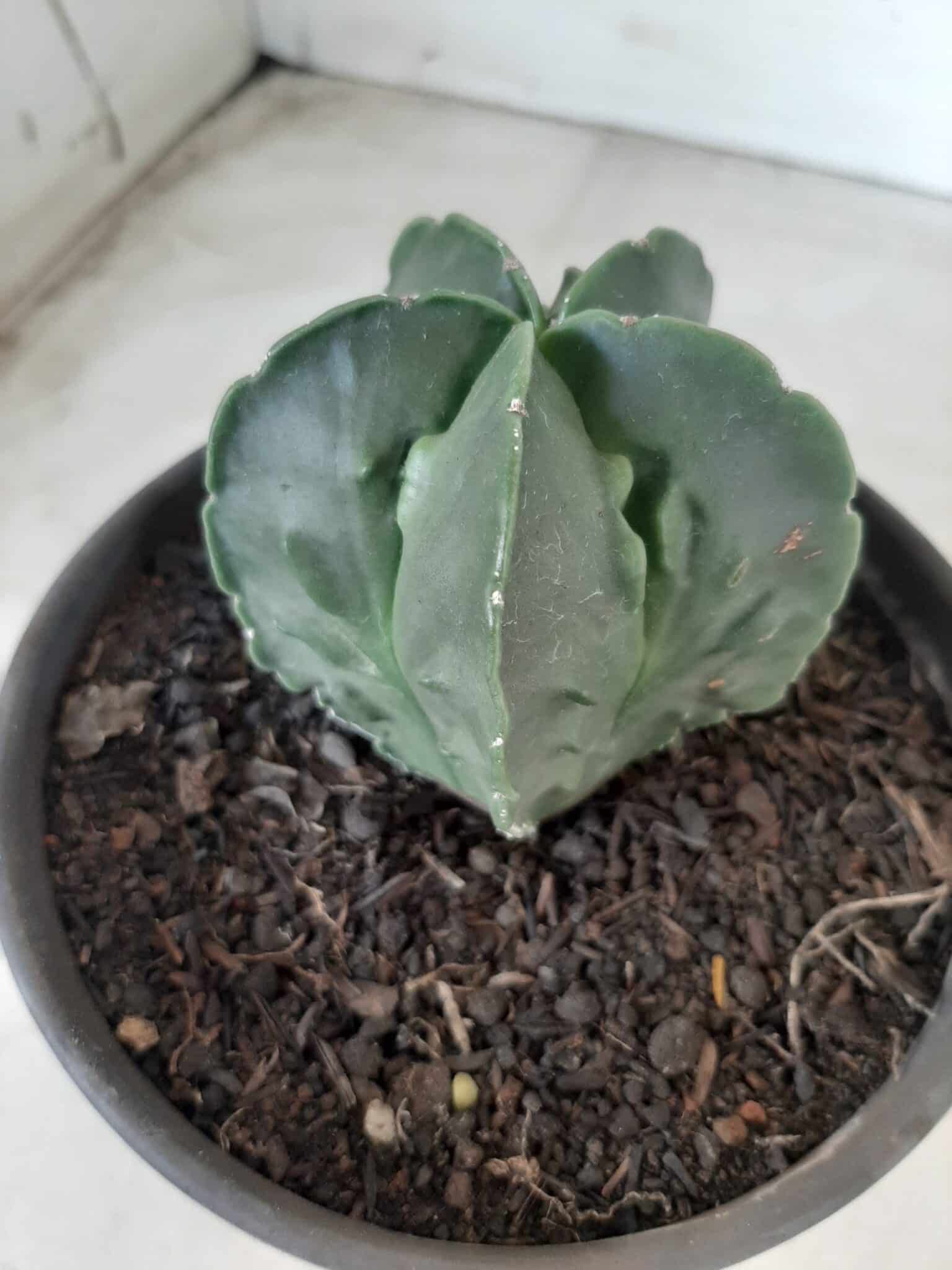 ASTROPHYTUM MYRIOSTIGMA cv FUKURYU Nudum  Nº 572 – vaso 15