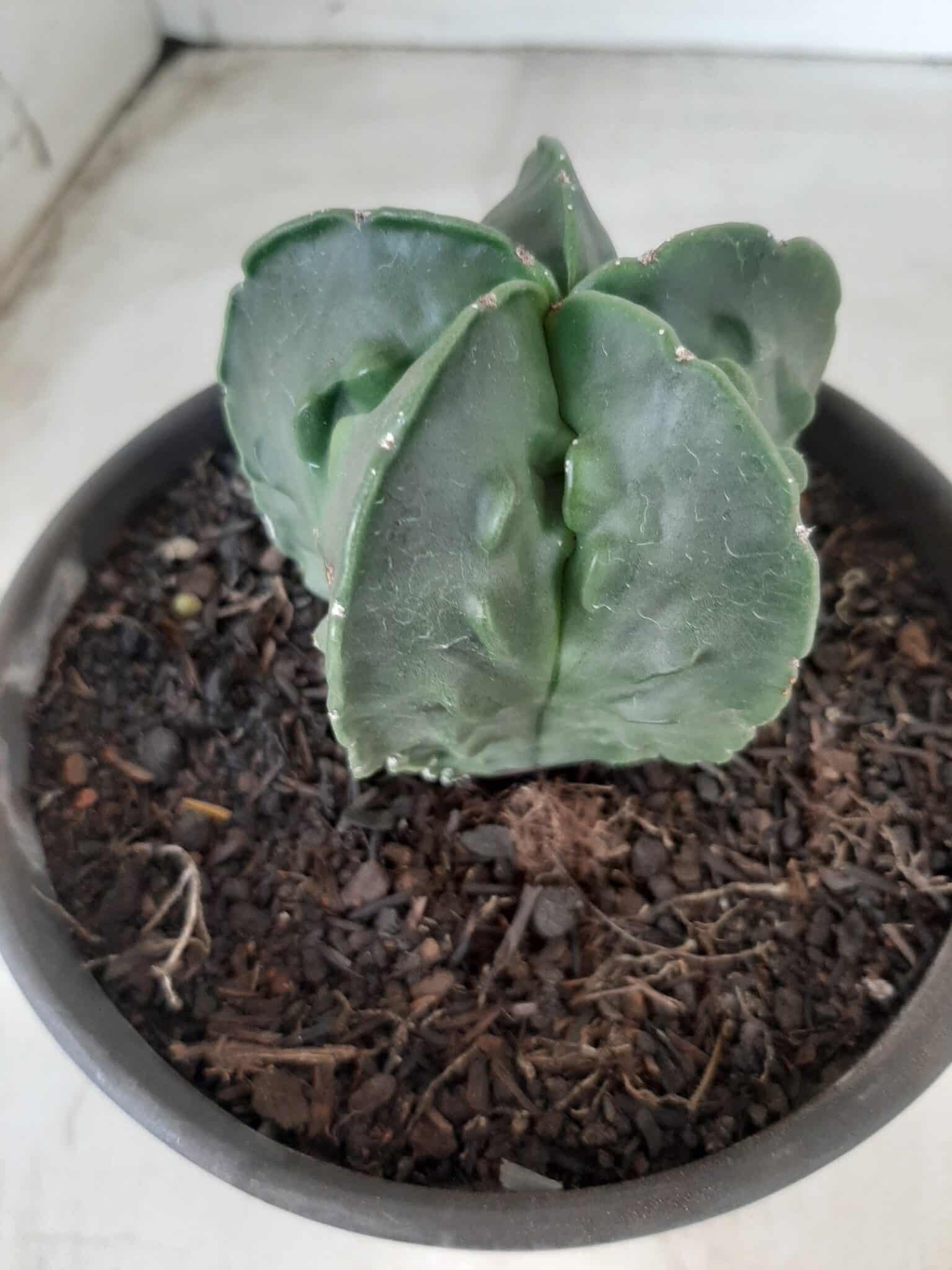 ASTROPHYTUM MYRIOSTIGMA cv FUKURYU Nudum  Nº 572 – vaso 15