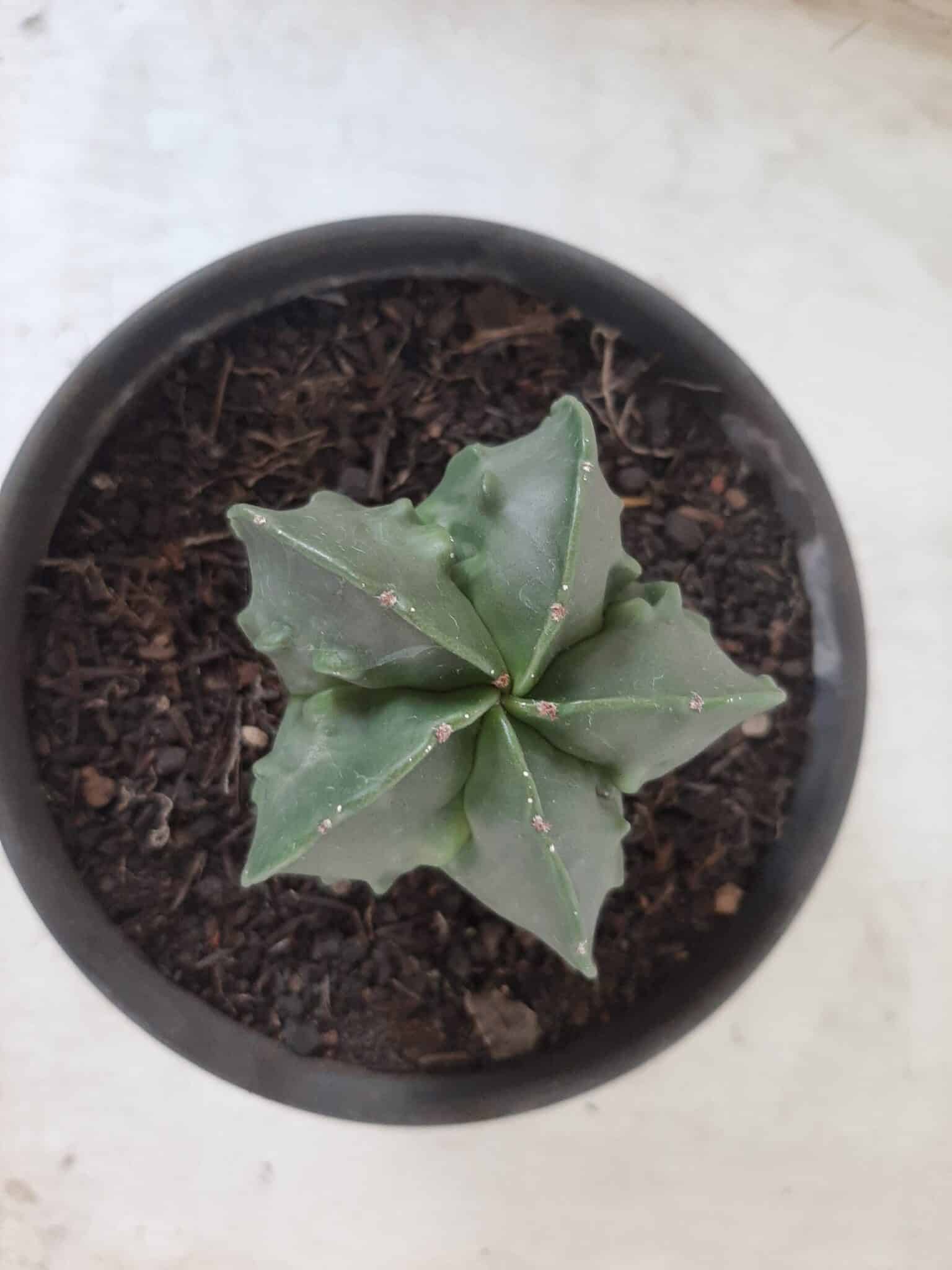 ASTROPHYTUM MYRIOSTIGMA cv FUKURYU Nudum  Nº 572 – vaso 15