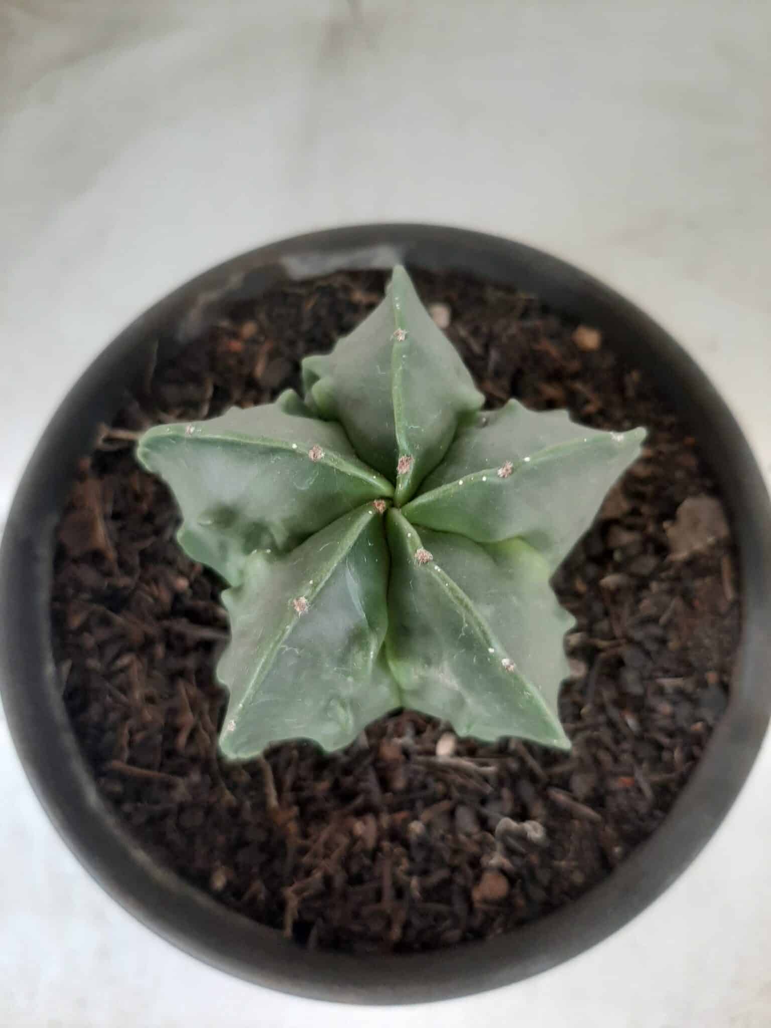 ASTROPHYTUM MYRIOSTIGMA cv FUKURYU Nudum  Nº 572 – vaso 15