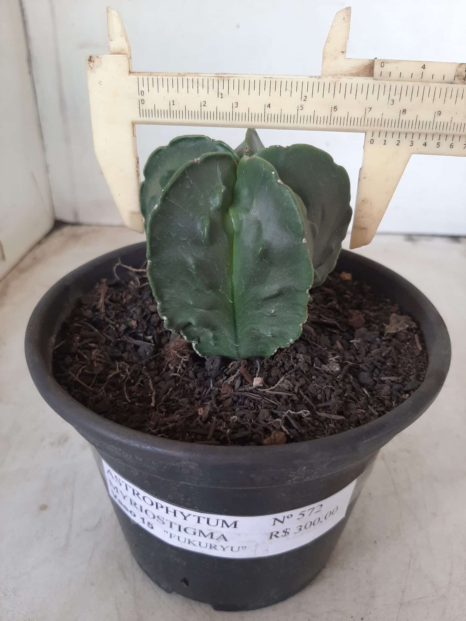 ASTROPHYTUM MYRIOSTIGMA cv FUKURYU Nudum  Nº 572 – vaso 15