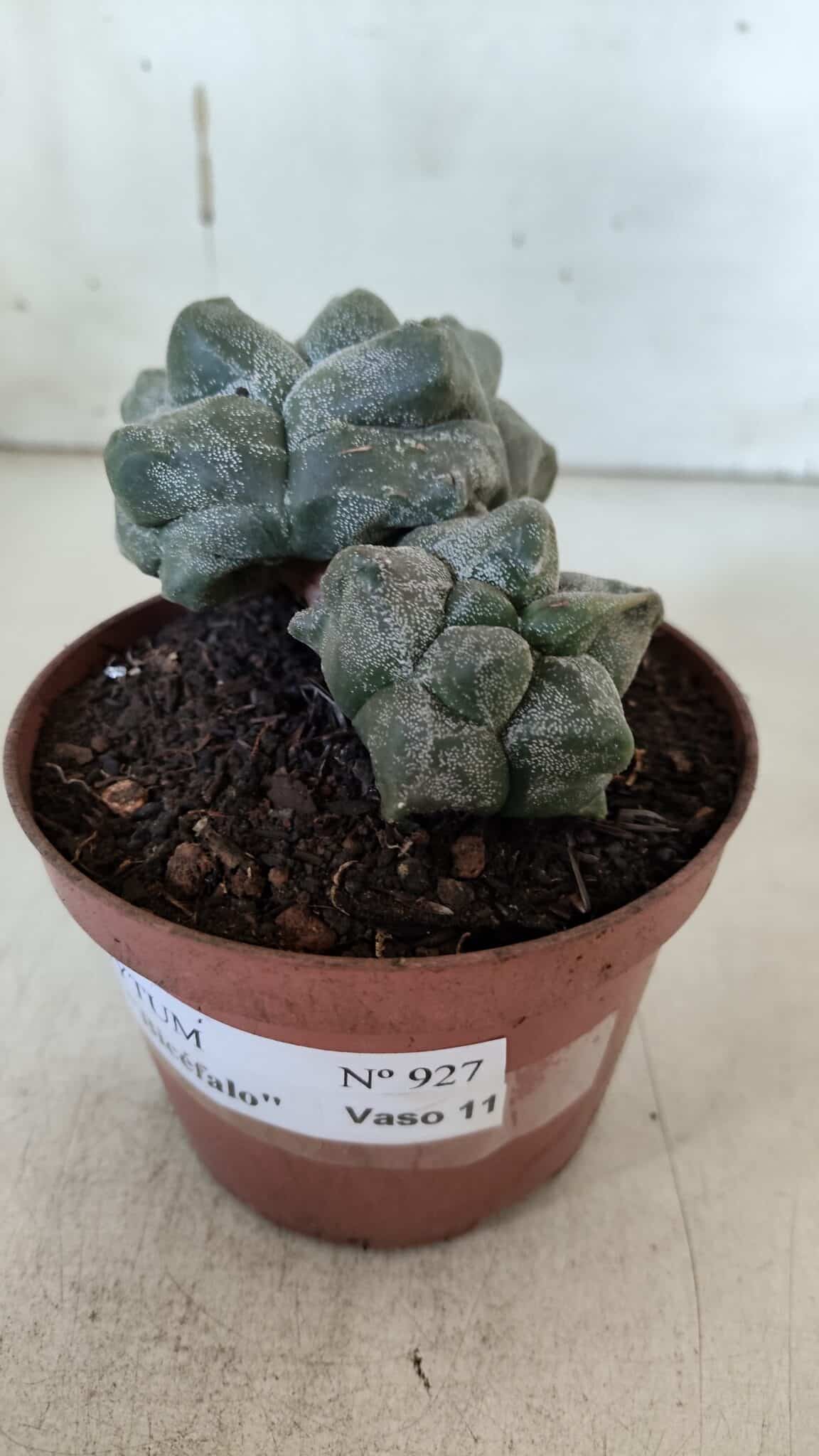 ASTROPHYTUM cv KIKKO "Bicéfalo"  Nº 927 – vaso 11