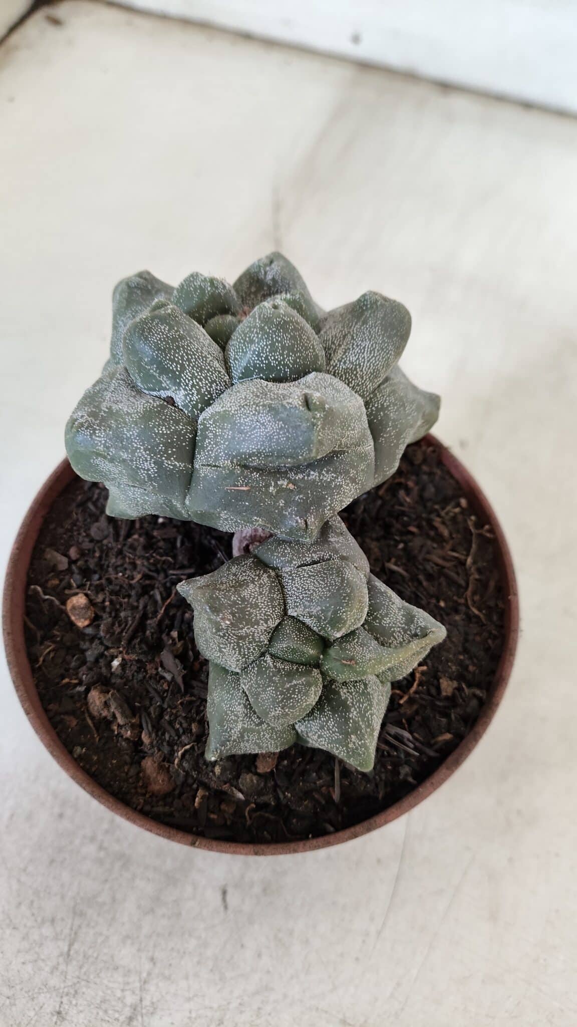 ASTROPHYTUM cv KIKKO "Bicéfalo"  Nº 927 – vaso 11