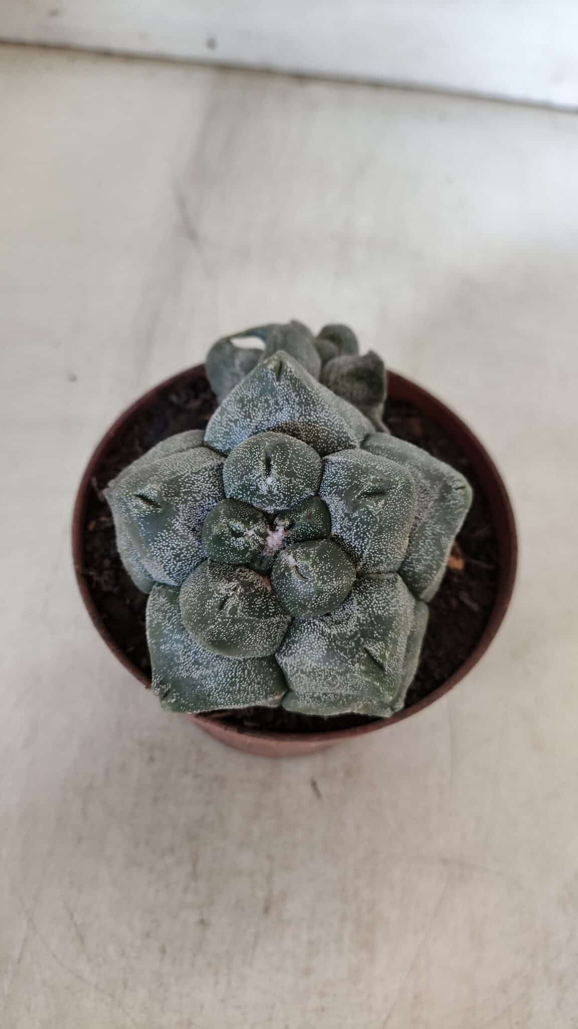 ASTROPHYTUM cv KIKKO "Bicéfalo"  Nº 927 – vaso 11