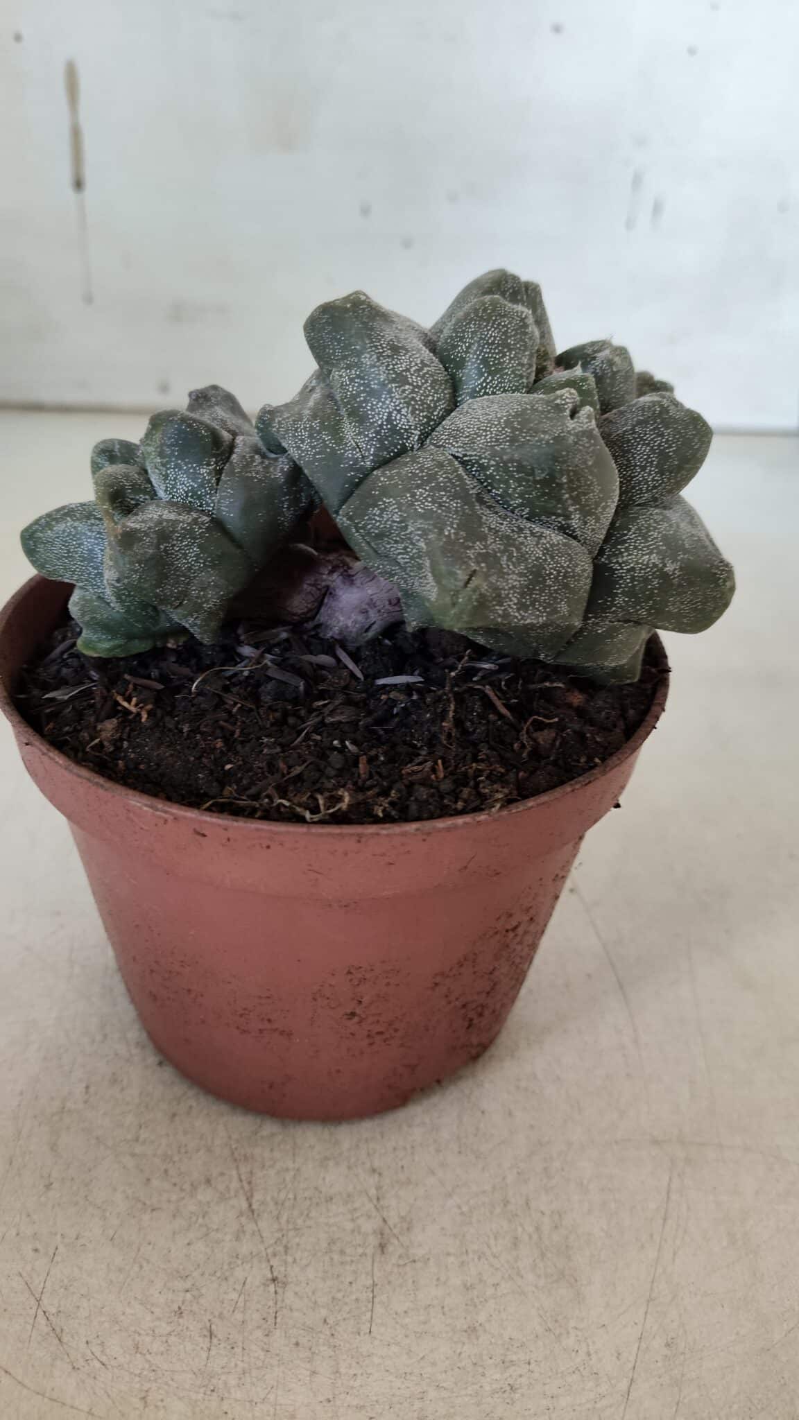 ASTROPHYTUM cv KIKKO "Bicéfalo"  Nº 927 – vaso 11