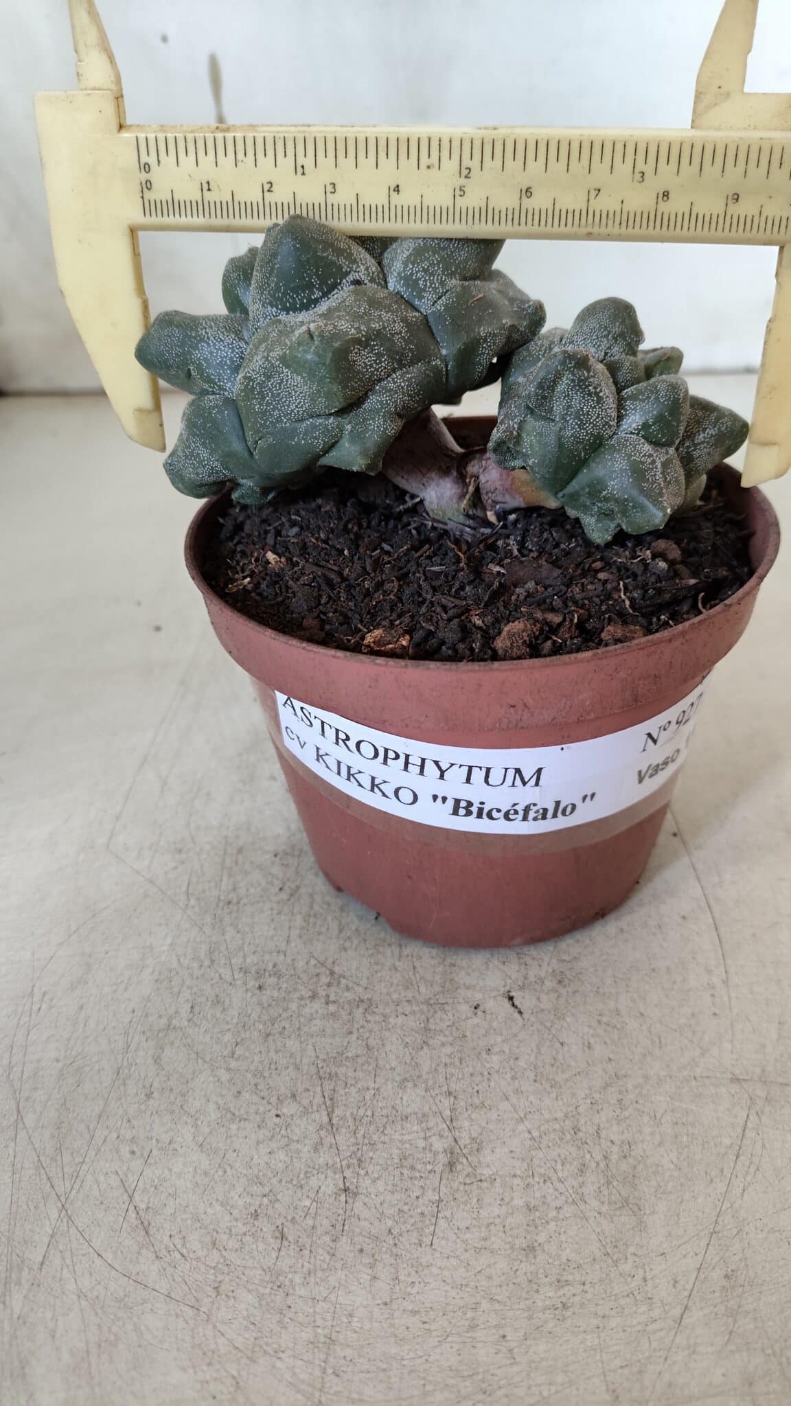 ASTROPHYTUM cv KIKKO "Bicéfalo"  Nº 927 – vaso 11