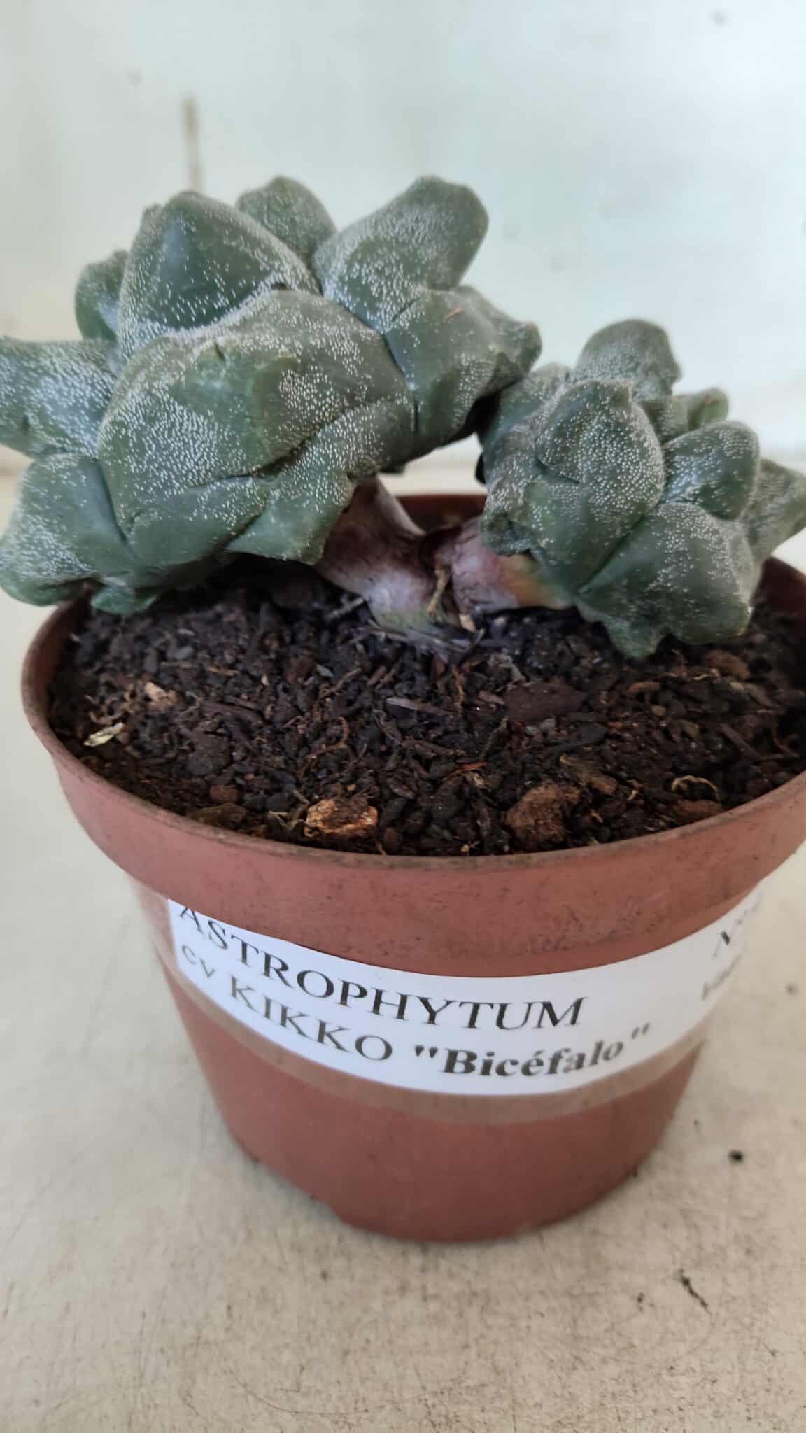 ASTROPHYTUM cv KIKKO "Bicéfalo"  Nº 927 – vaso 11