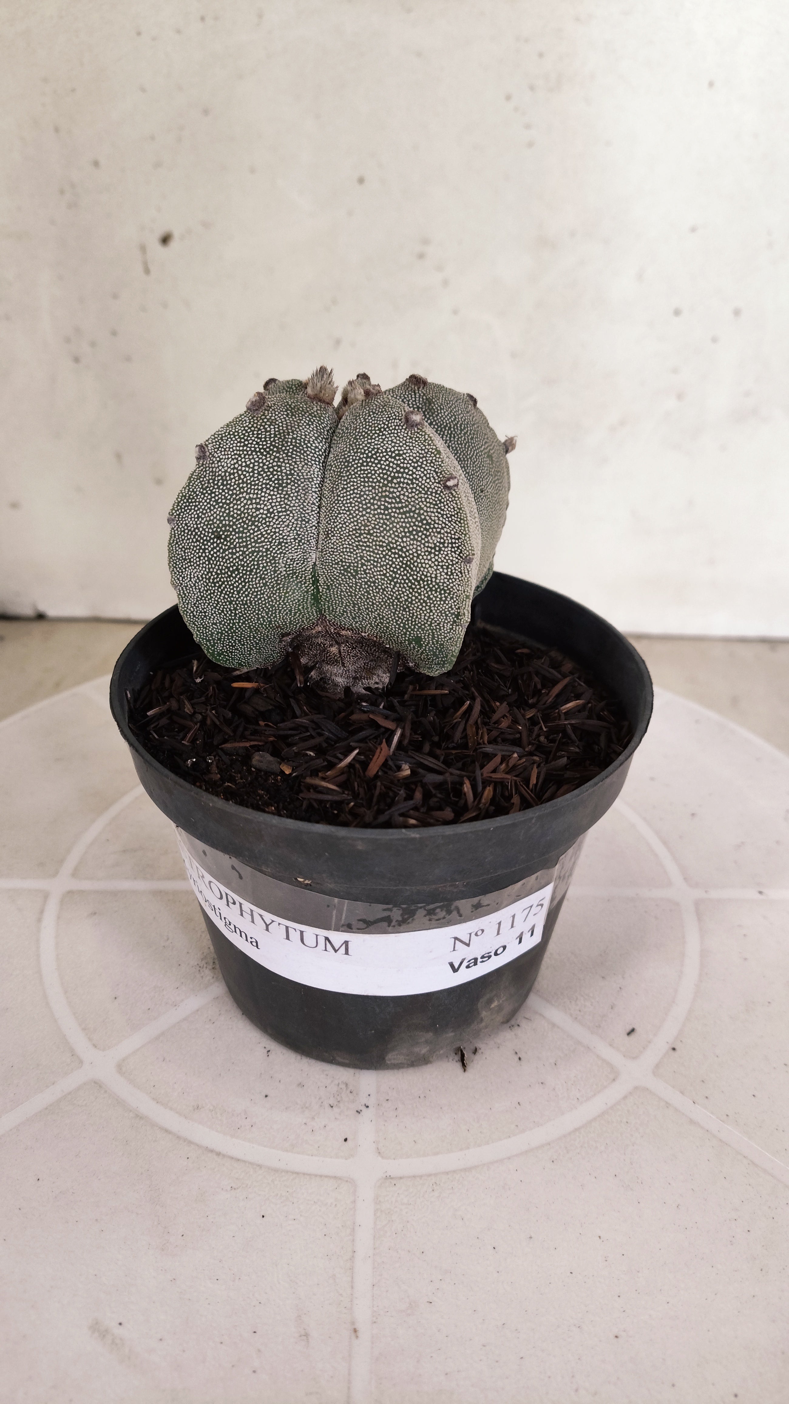 ASTROPHYTUM MYRIOSTIGMA  Nº 1175 – vaso 11