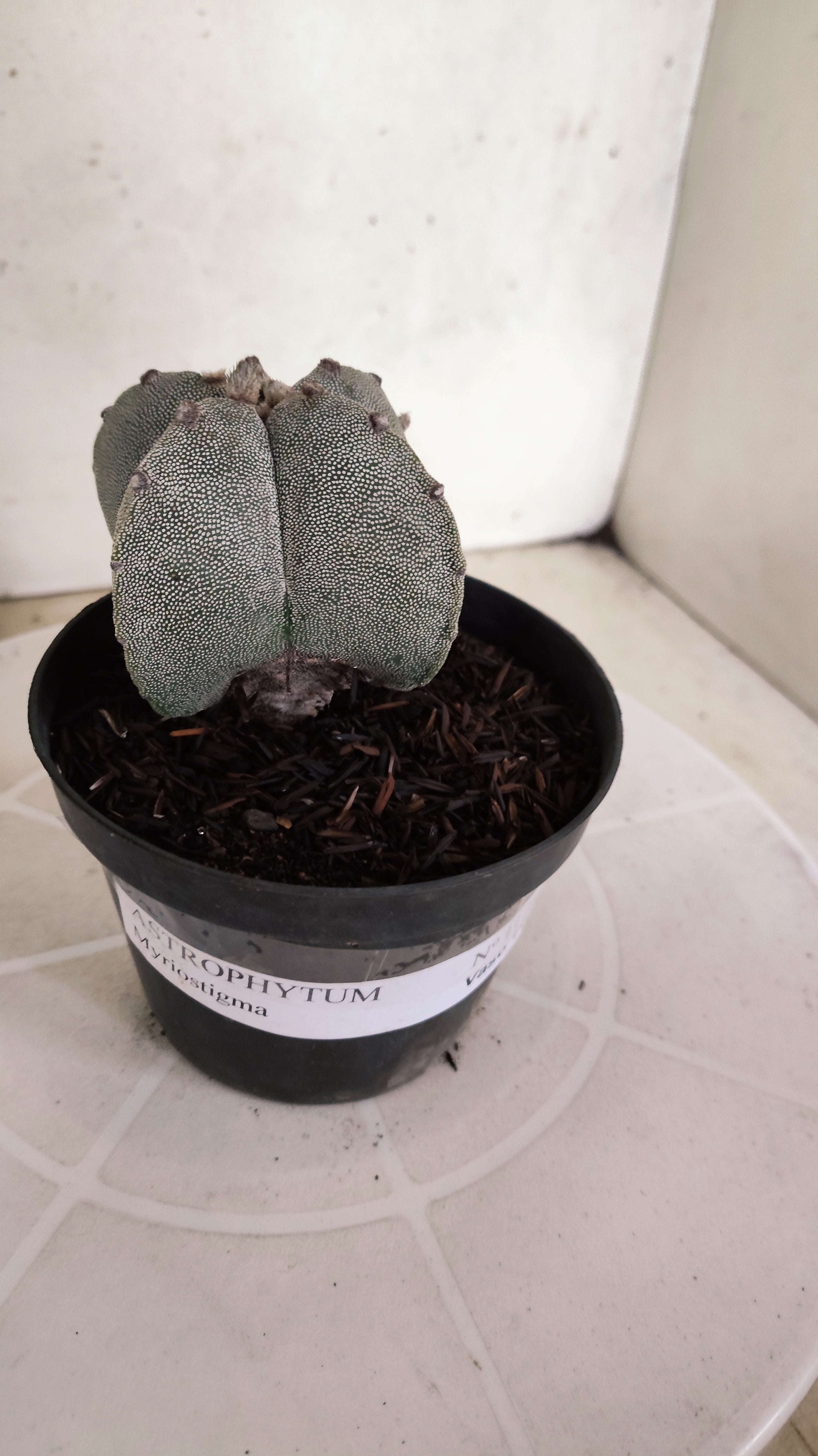 ASTROPHYTUM MYRIOSTIGMA  Nº 1175 – vaso 11