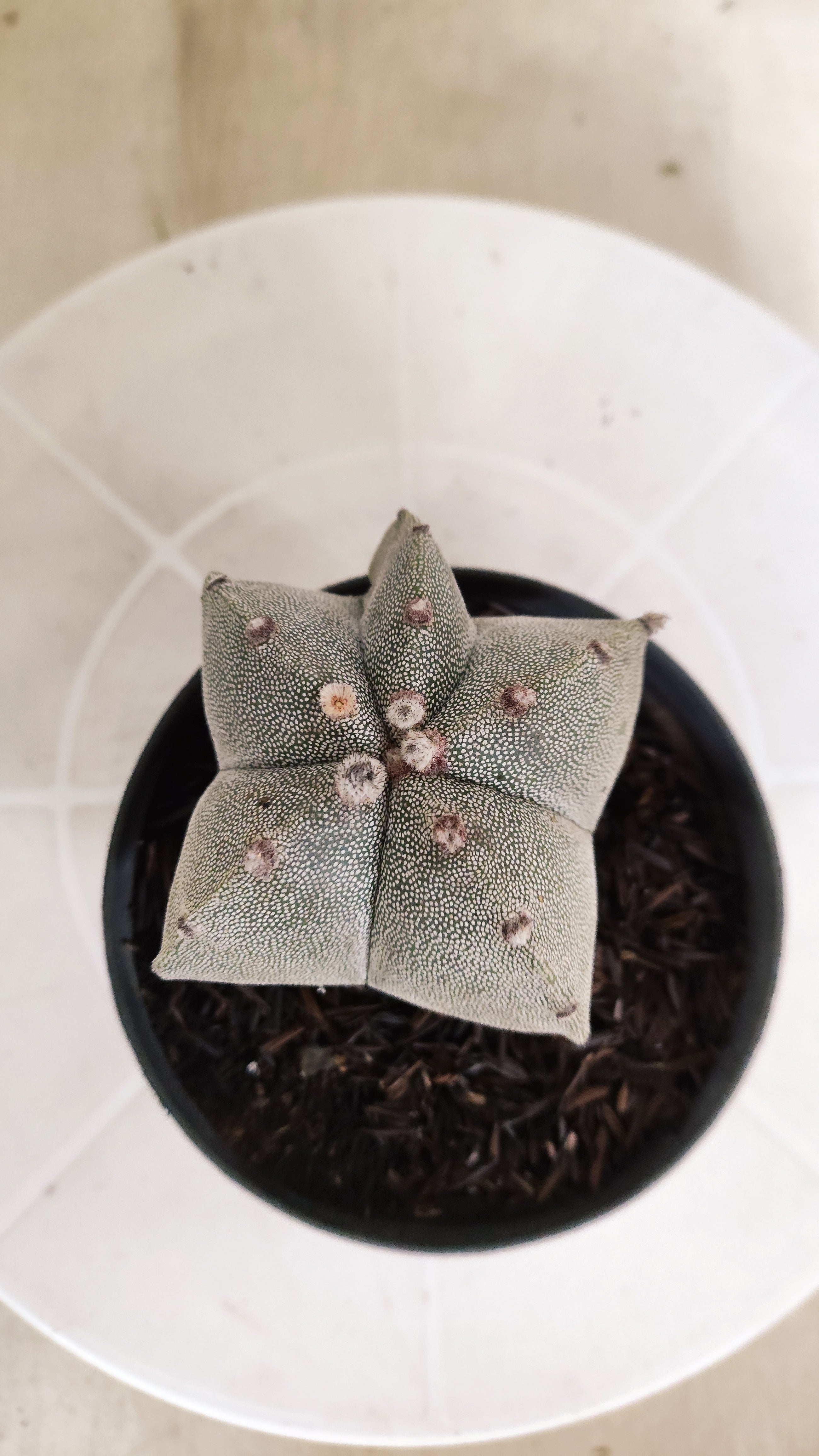 ASTROPHYTUM MYRIOSTIGMA  Nº 1175 – vaso 11