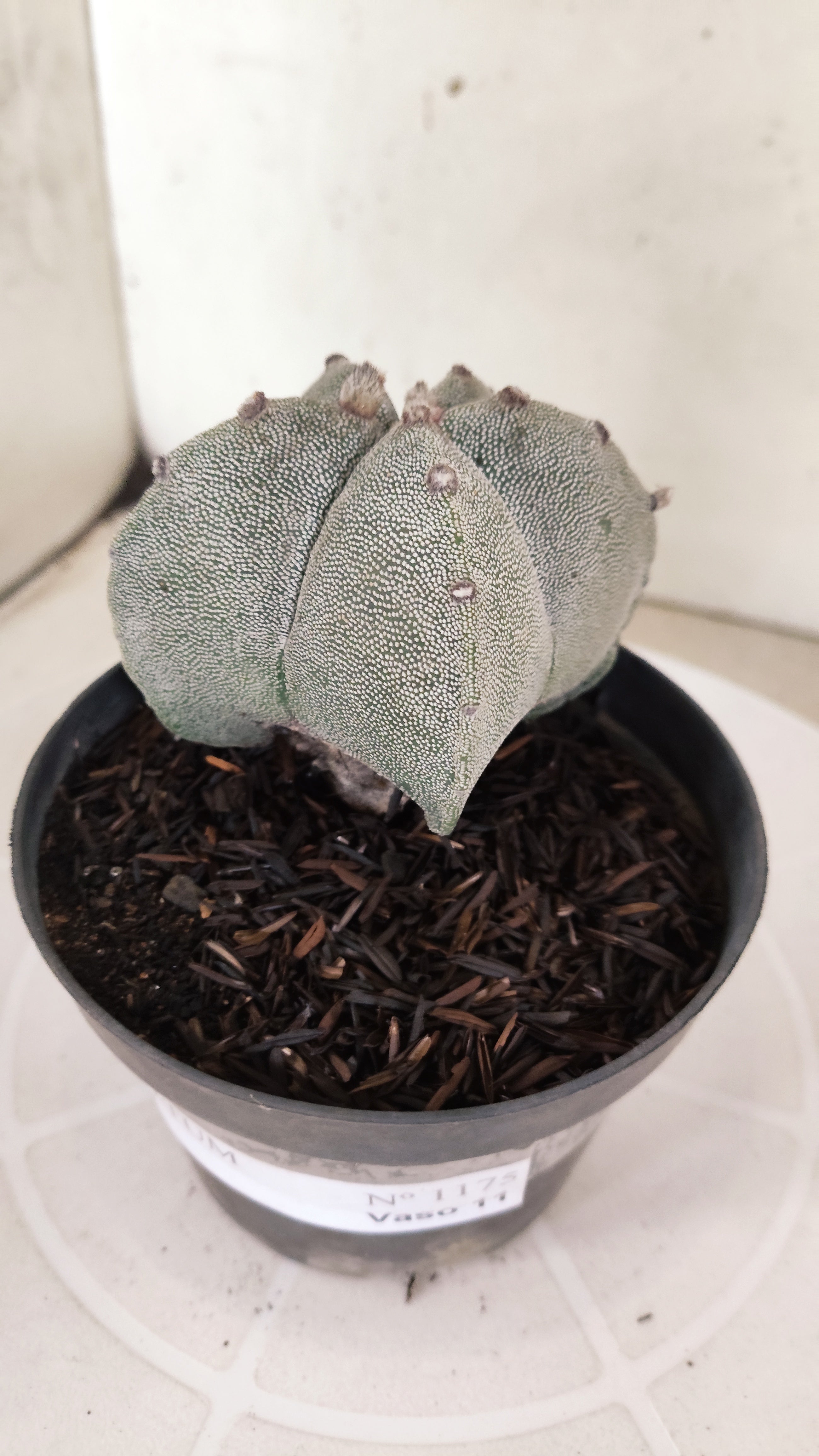 ASTROPHYTUM MYRIOSTIGMA  Nº 1175 – vaso 11