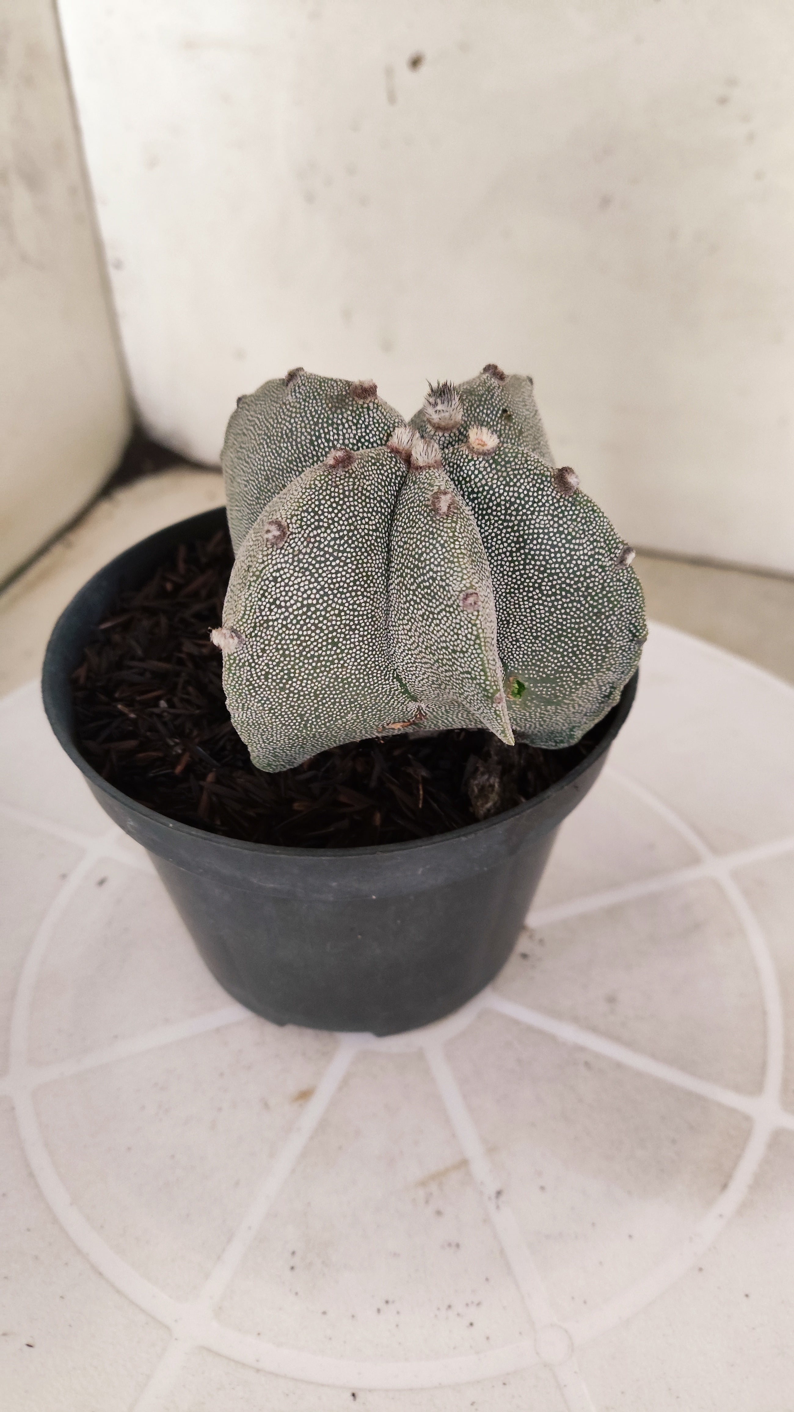 ASTROPHYTUM MYRIOSTIGMA  Nº 1175 – vaso 11