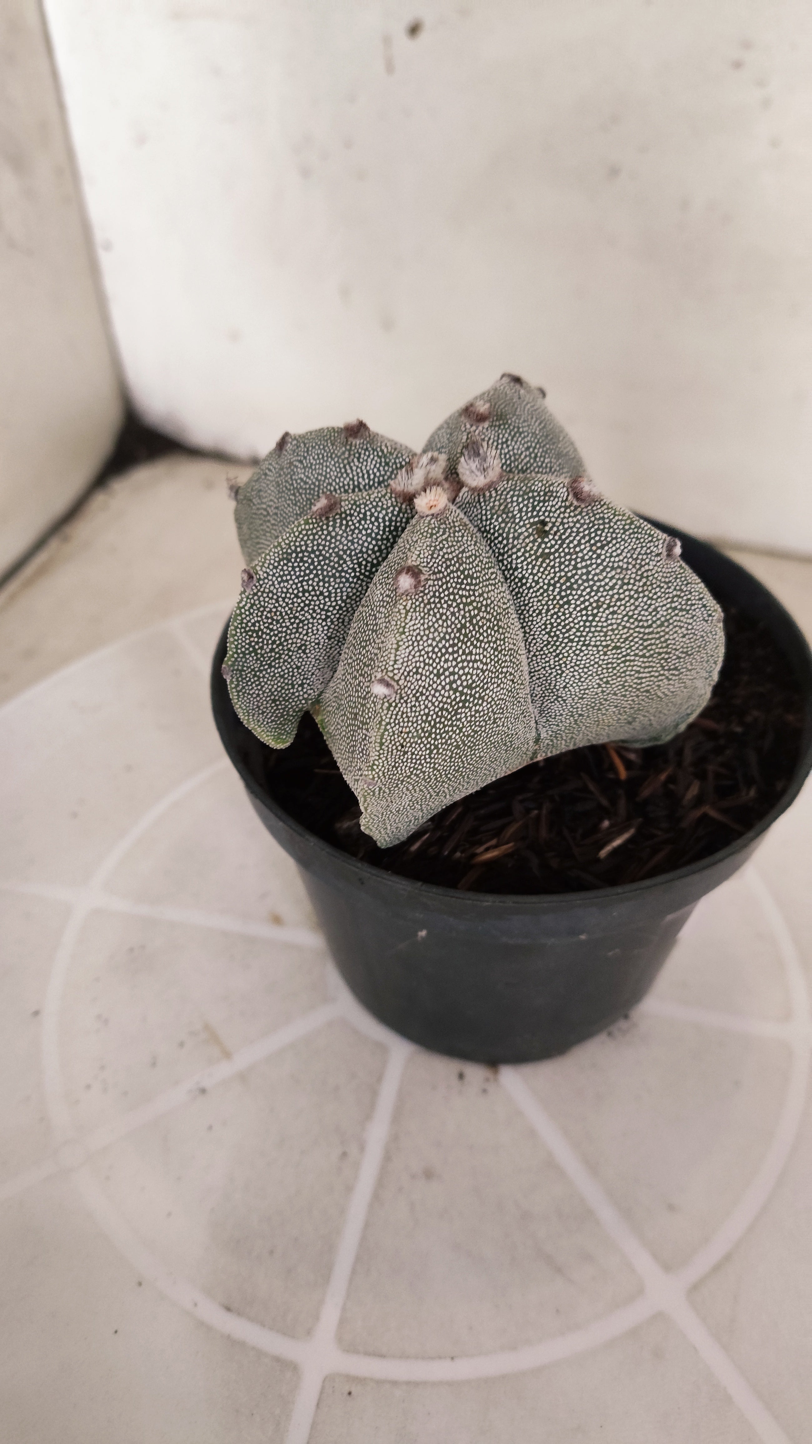 ASTROPHYTUM MYRIOSTIGMA  Nº 1175 – vaso 11