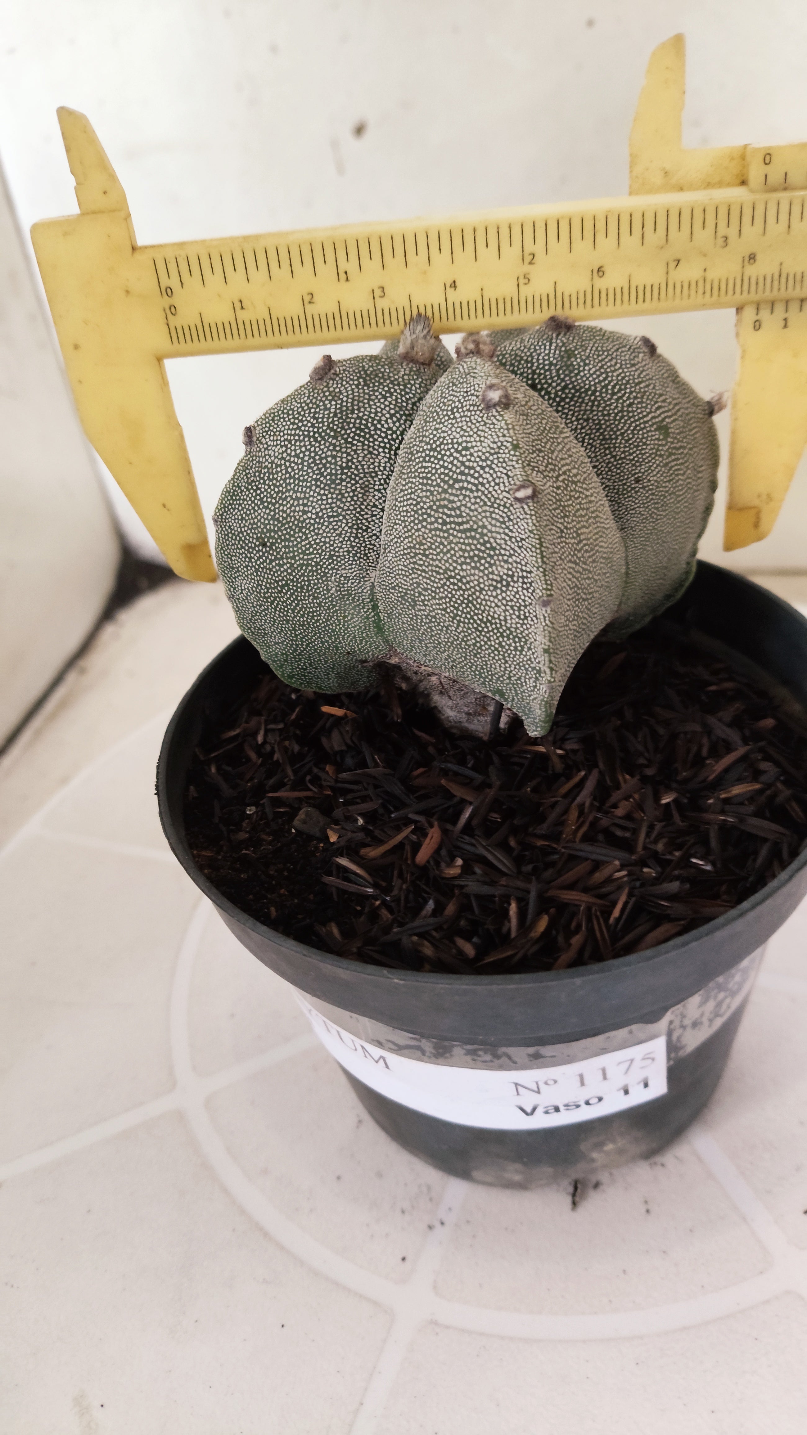 ASTROPHYTUM MYRIOSTIGMA  Nº 1175 – vaso 11