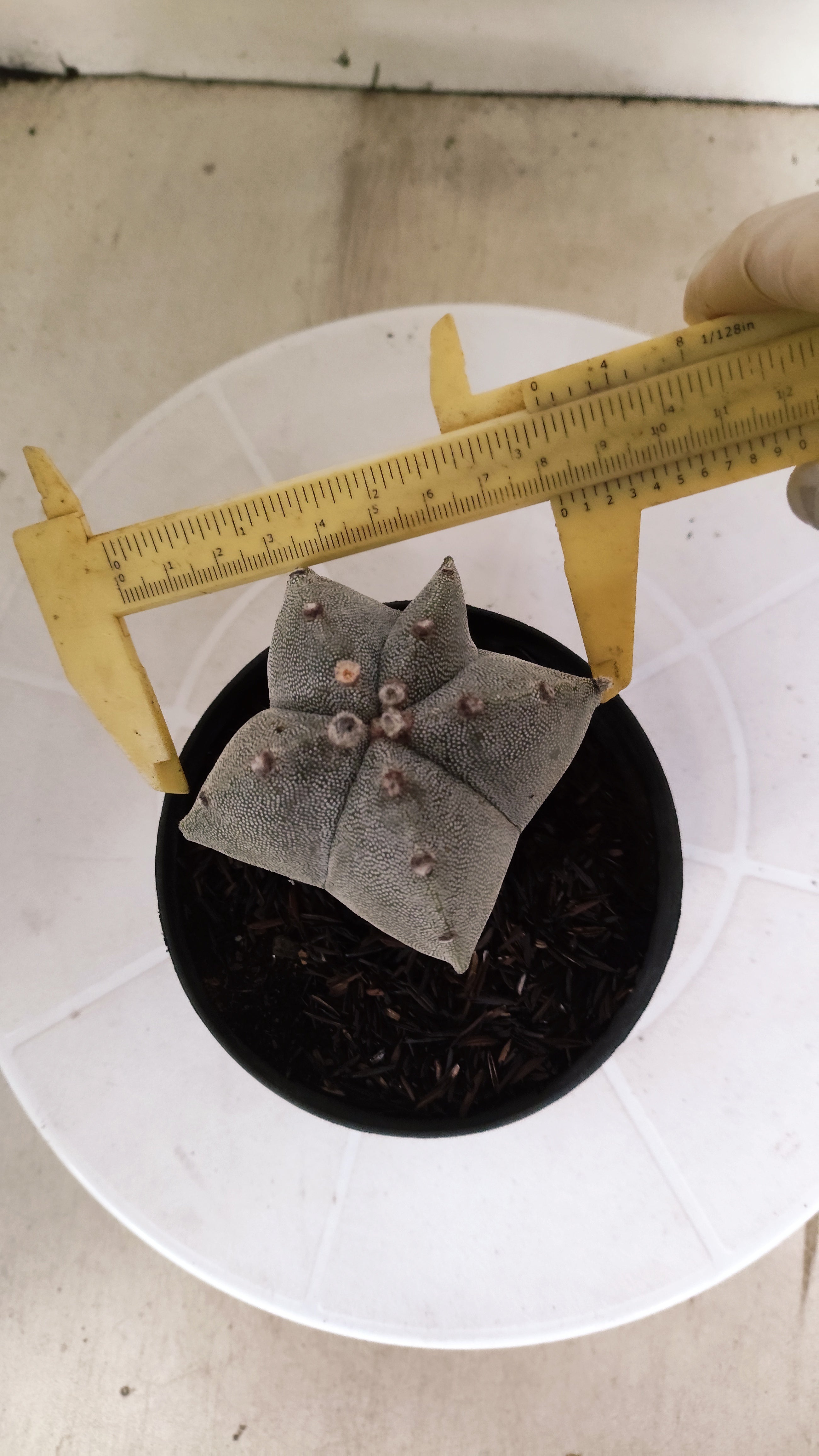 ASTROPHYTUM MYRIOSTIGMA  Nº 1175 – vaso 11
