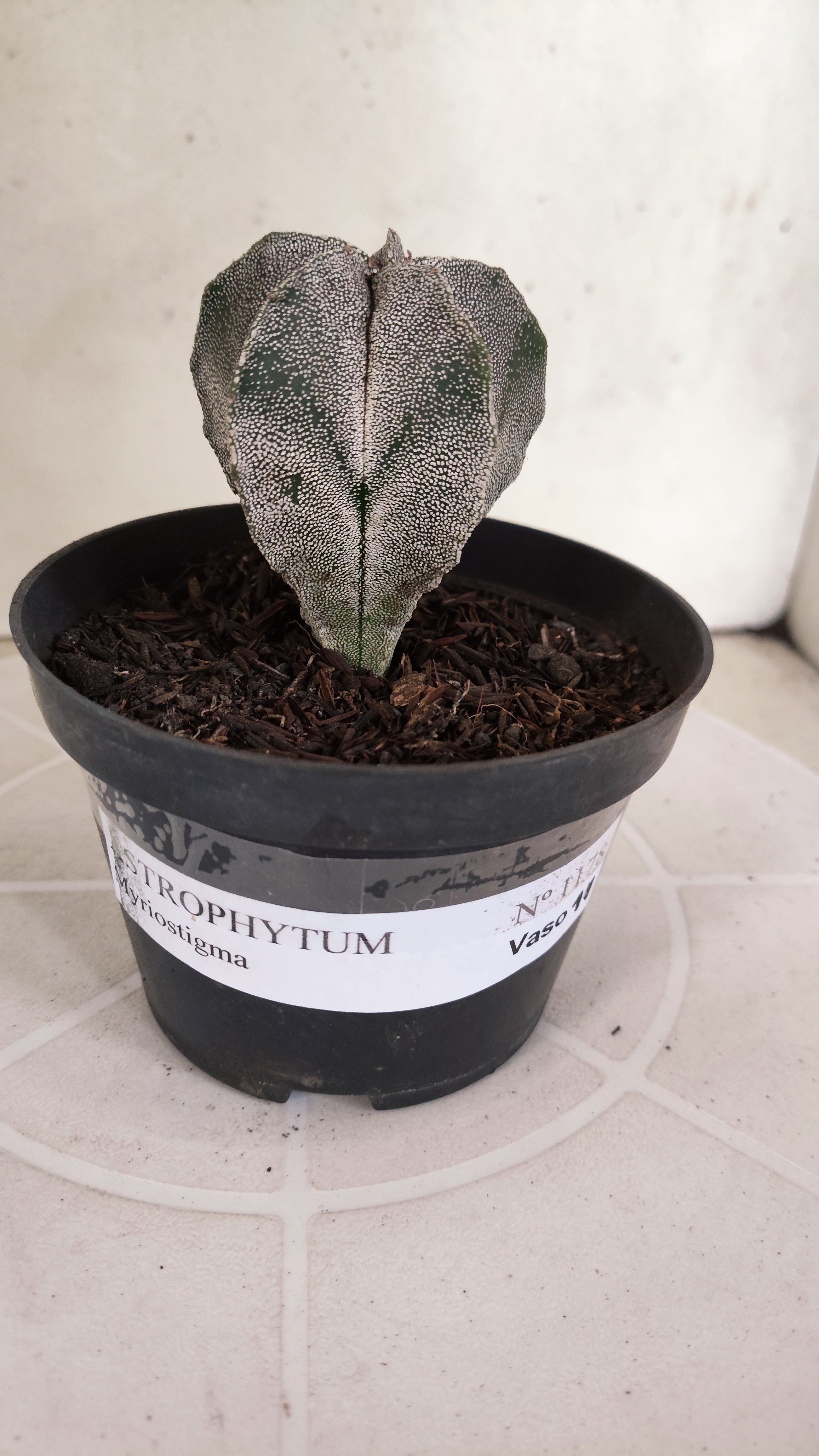ASTROPHYTUM MYRIOSTIGMA  Nº 1178 – vaso 11