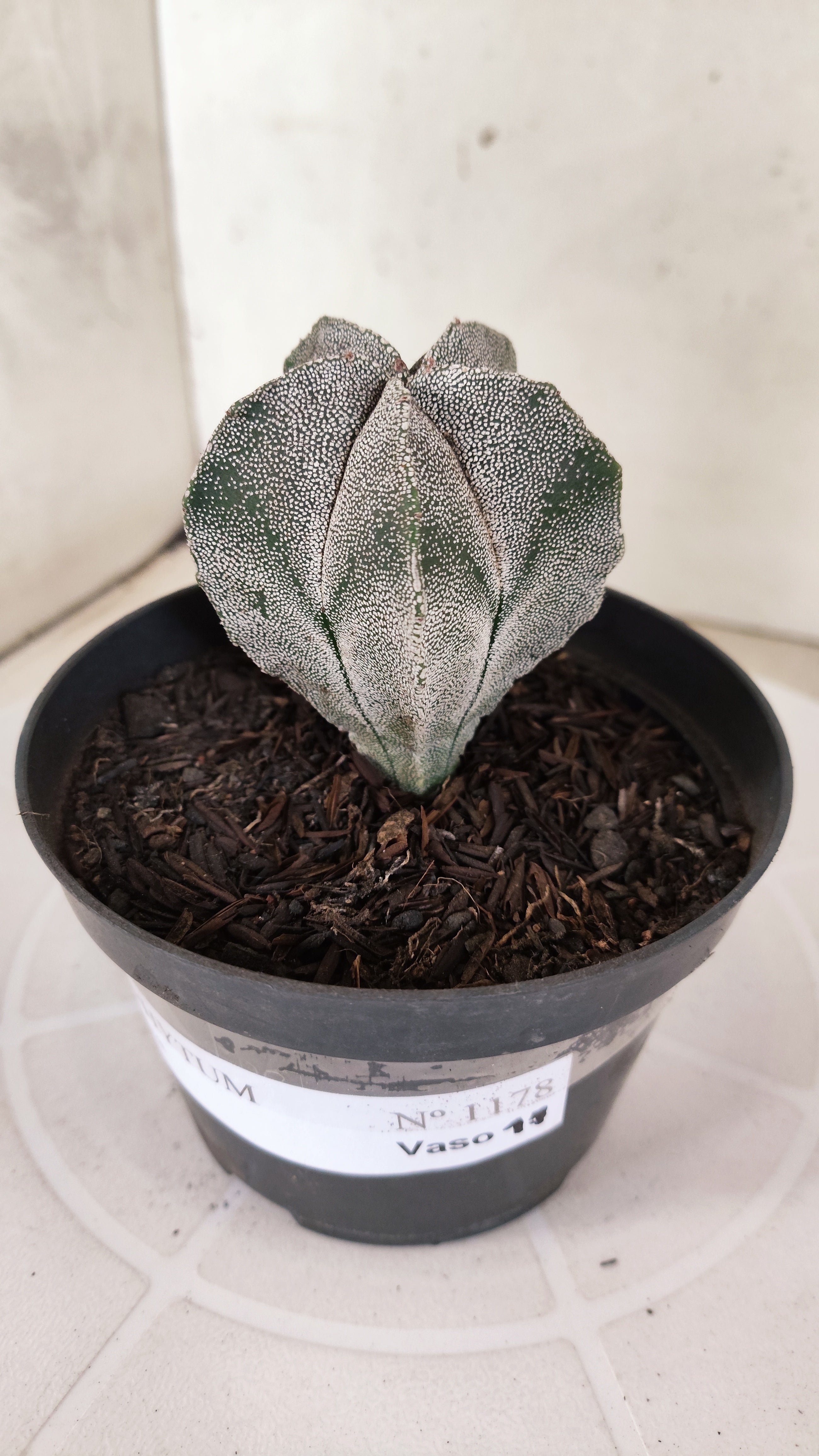 ASTROPHYTUM MYRIOSTIGMA  Nº 1178 – vaso 11