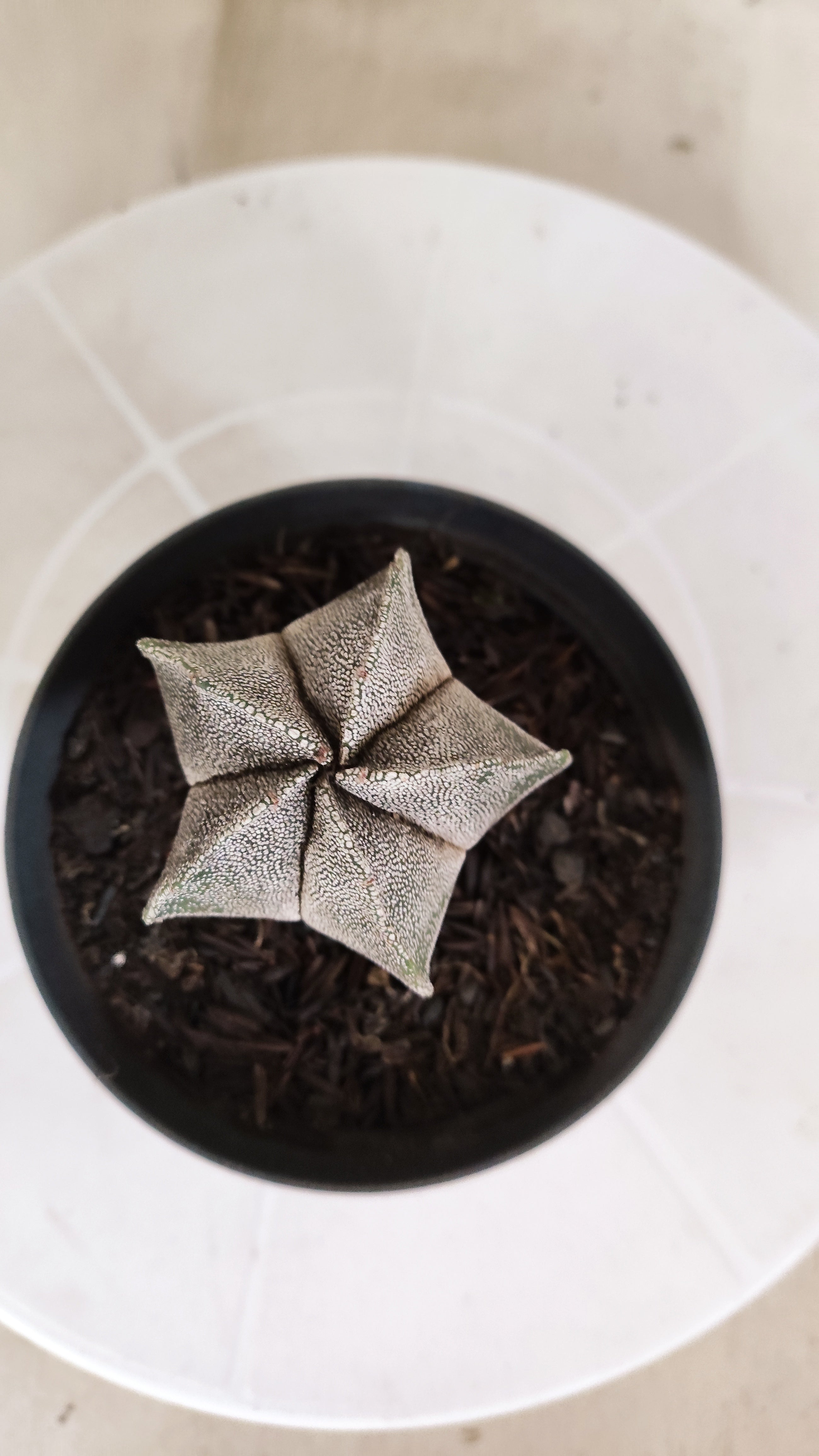 ASTROPHYTUM MYRIOSTIGMA  Nº 1178 – vaso 11