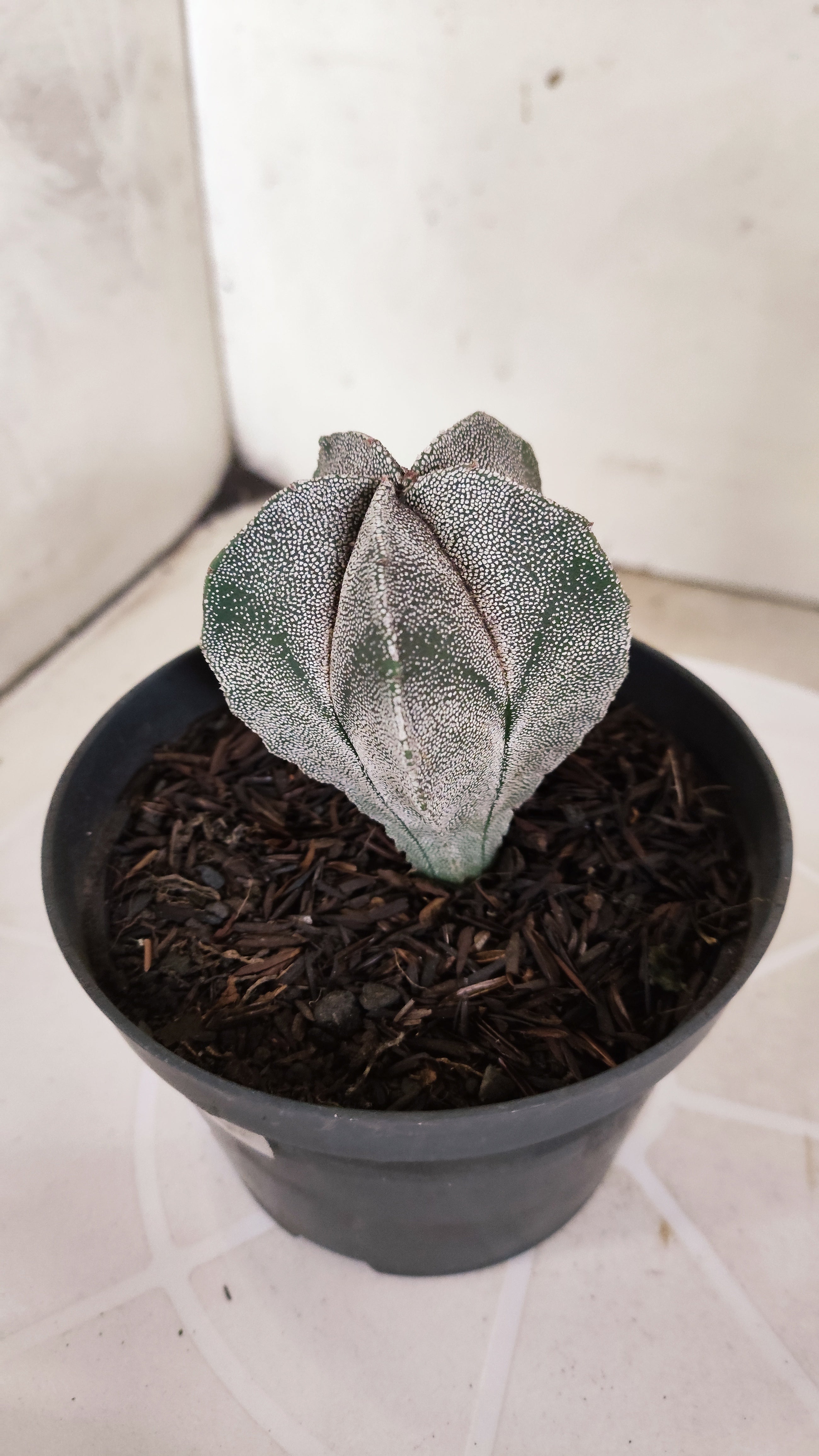 ASTROPHYTUM MYRIOSTIGMA  Nº 1178 – vaso 11