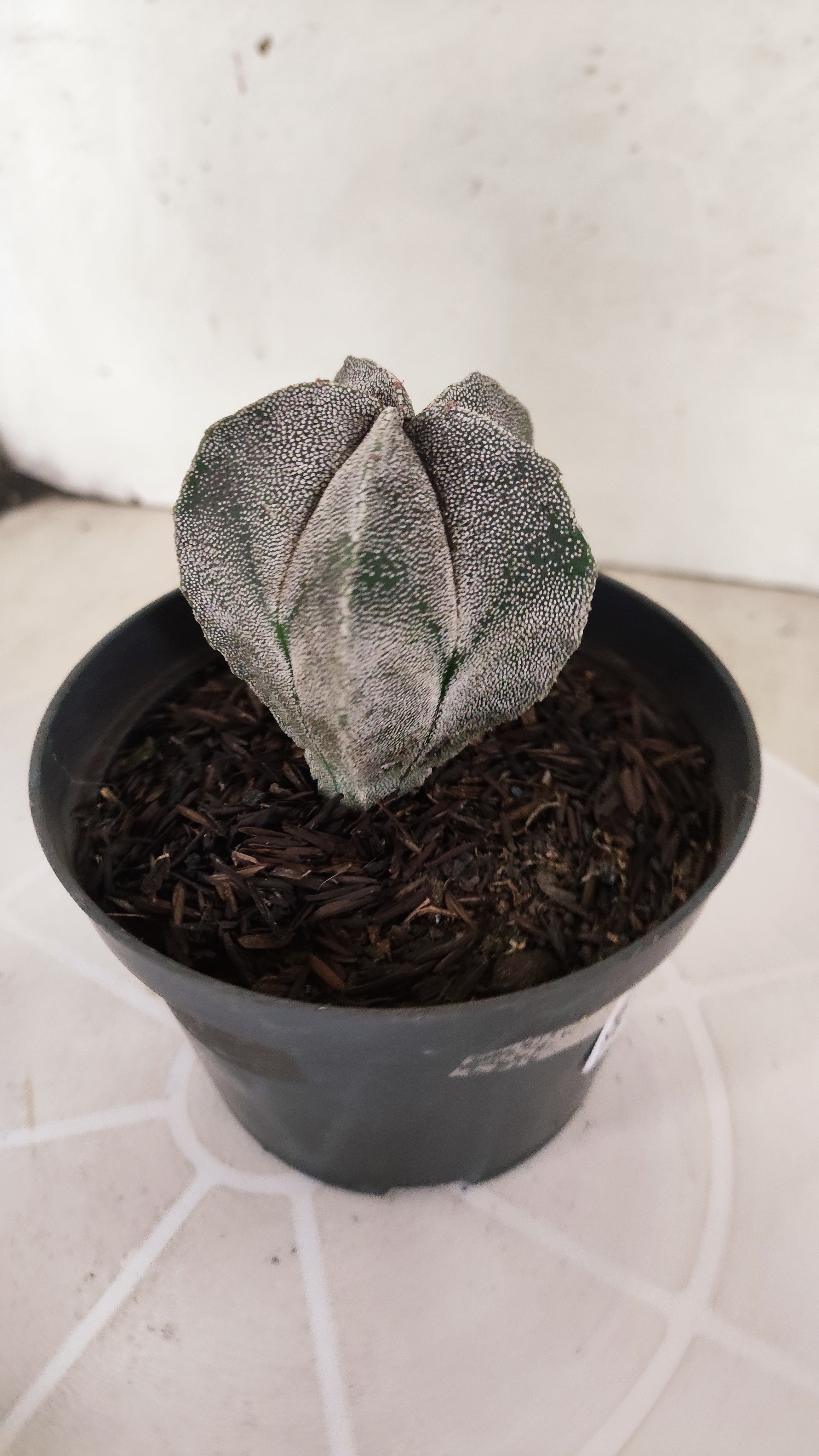 ASTROPHYTUM MYRIOSTIGMA  Nº 1178 – vaso 11
