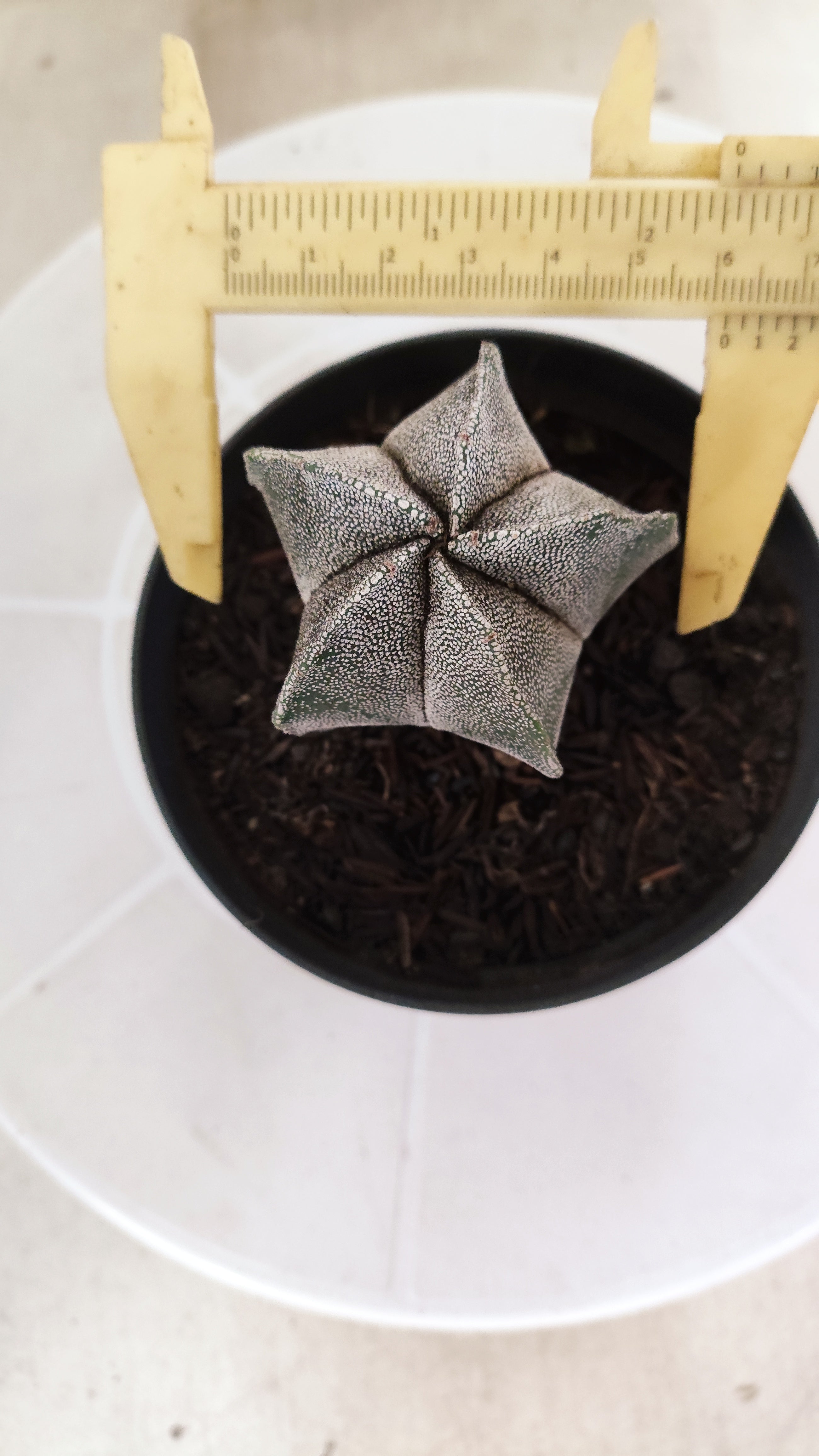 ASTROPHYTUM MYRIOSTIGMA  Nº 1178 – vaso 11