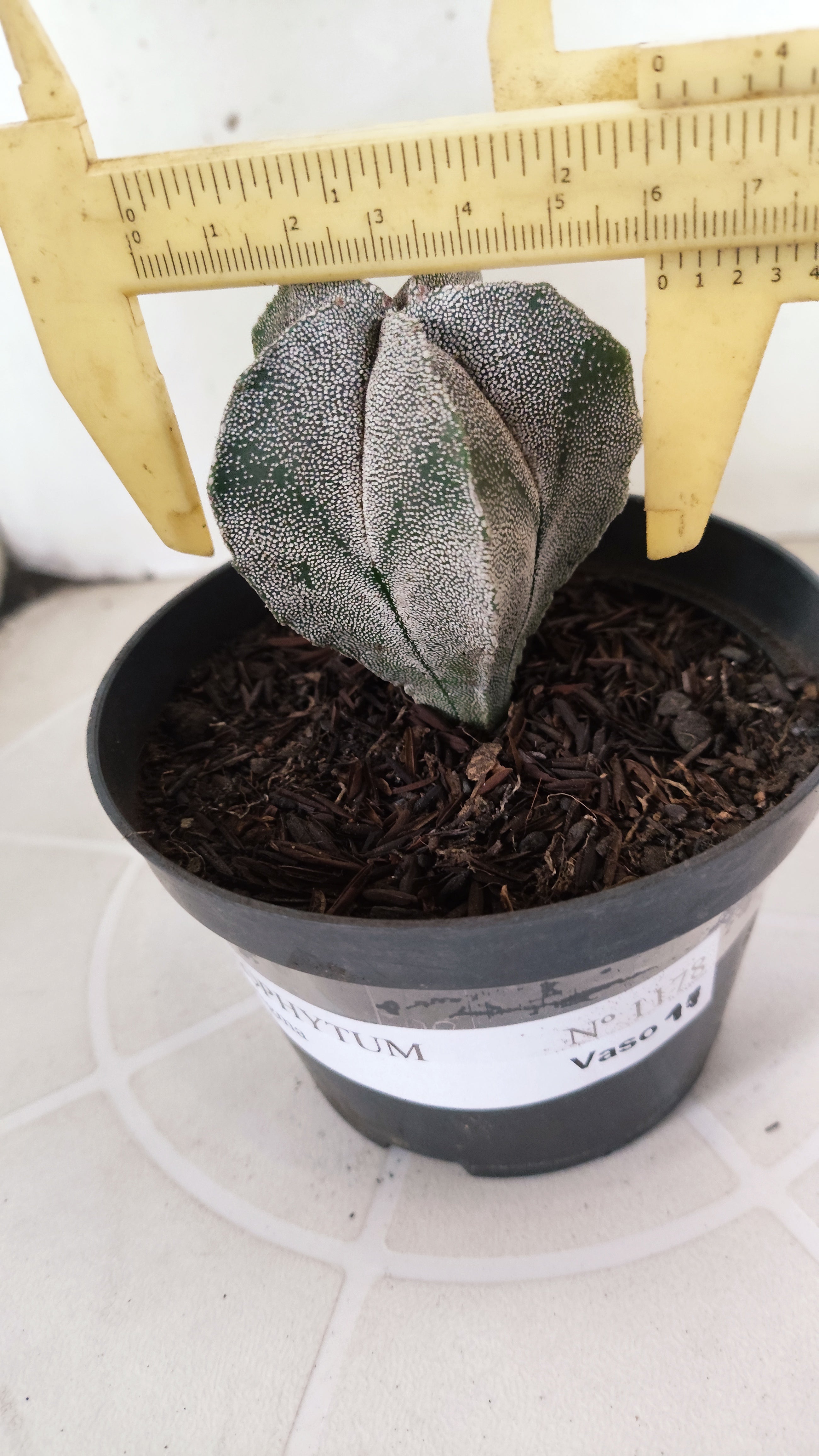 ASTROPHYTUM MYRIOSTIGMA  Nº 1178 – vaso 11