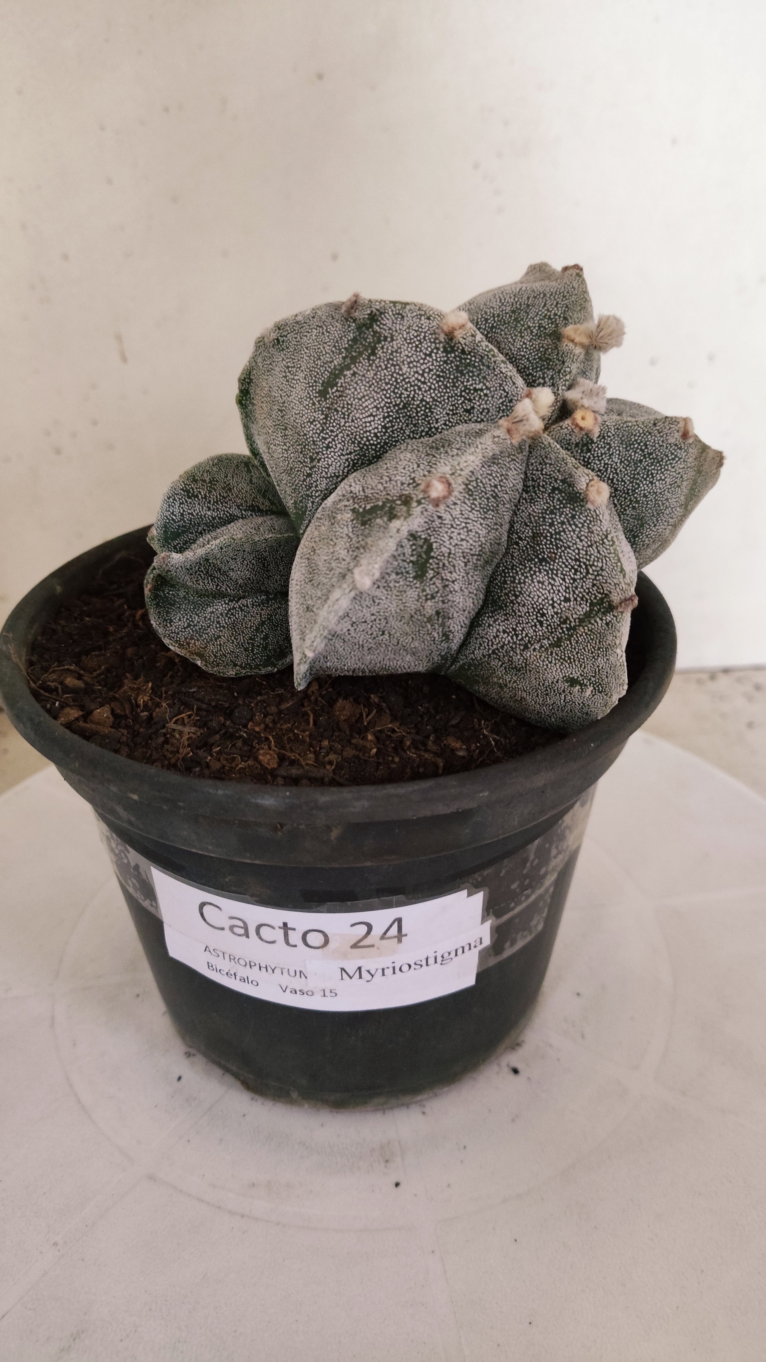 ASTROPHYTUM MYRIOSTIGMA "Bicéfalo" Nº 24 – vaso 15