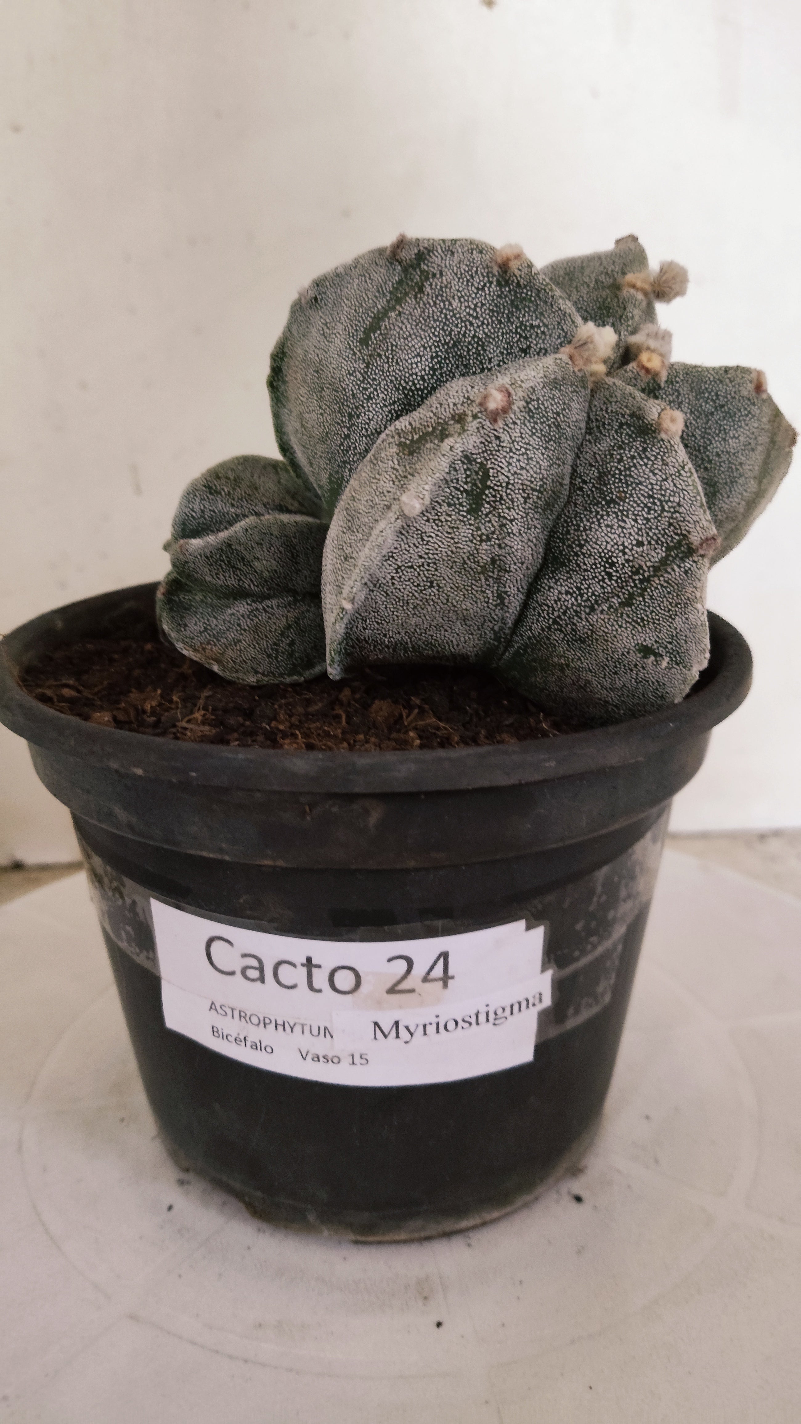 ASTROPHYTUM MYRIOSTIGMA "Bicéfalo" Nº 24 – vaso 15
