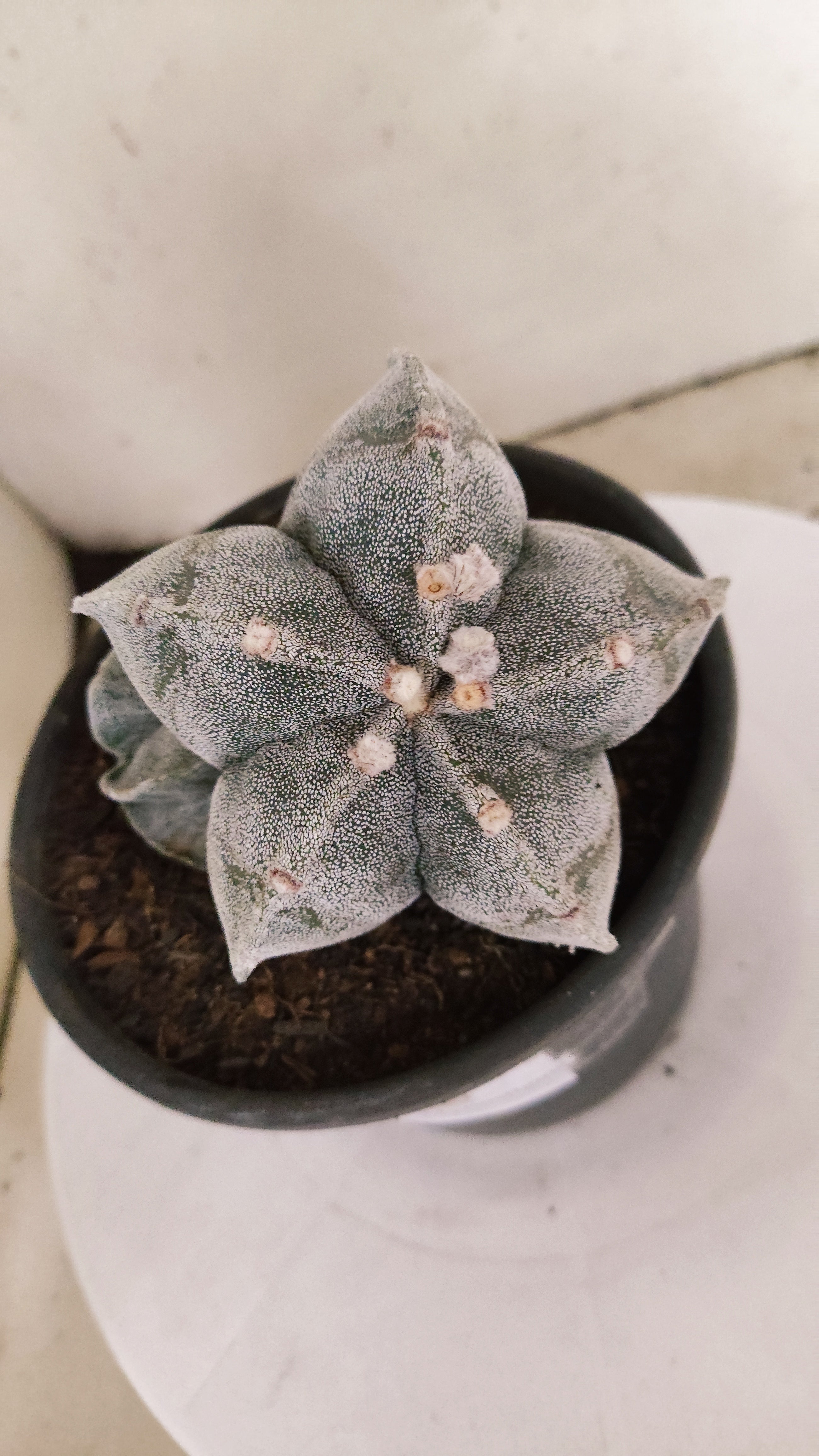 ASTROPHYTUM MYRIOSTIGMA "Bicéfalo" Nº 24 – vaso 15