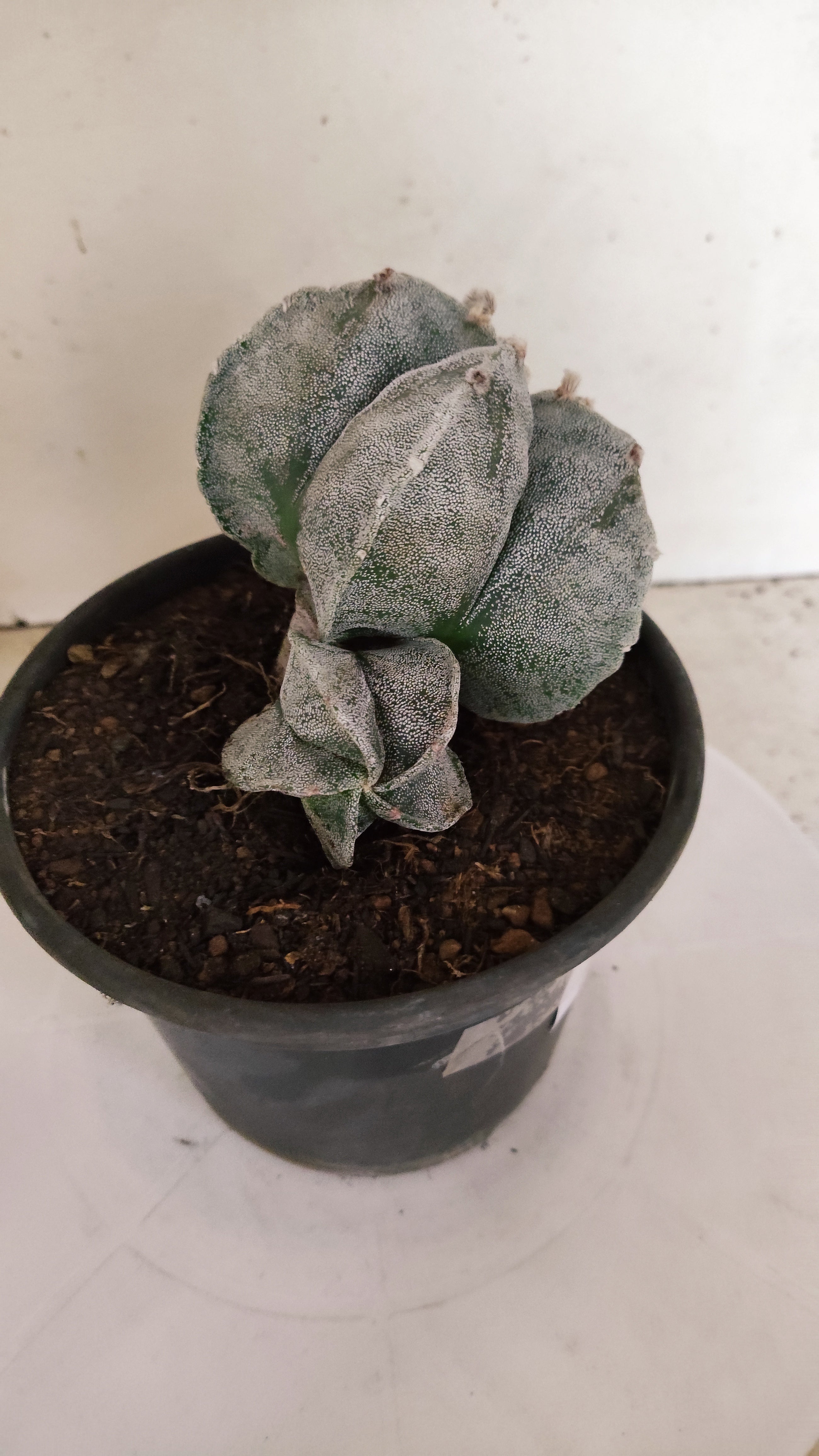 ASTROPHYTUM MYRIOSTIGMA "Bicéfalo" Nº 24 – vaso 15