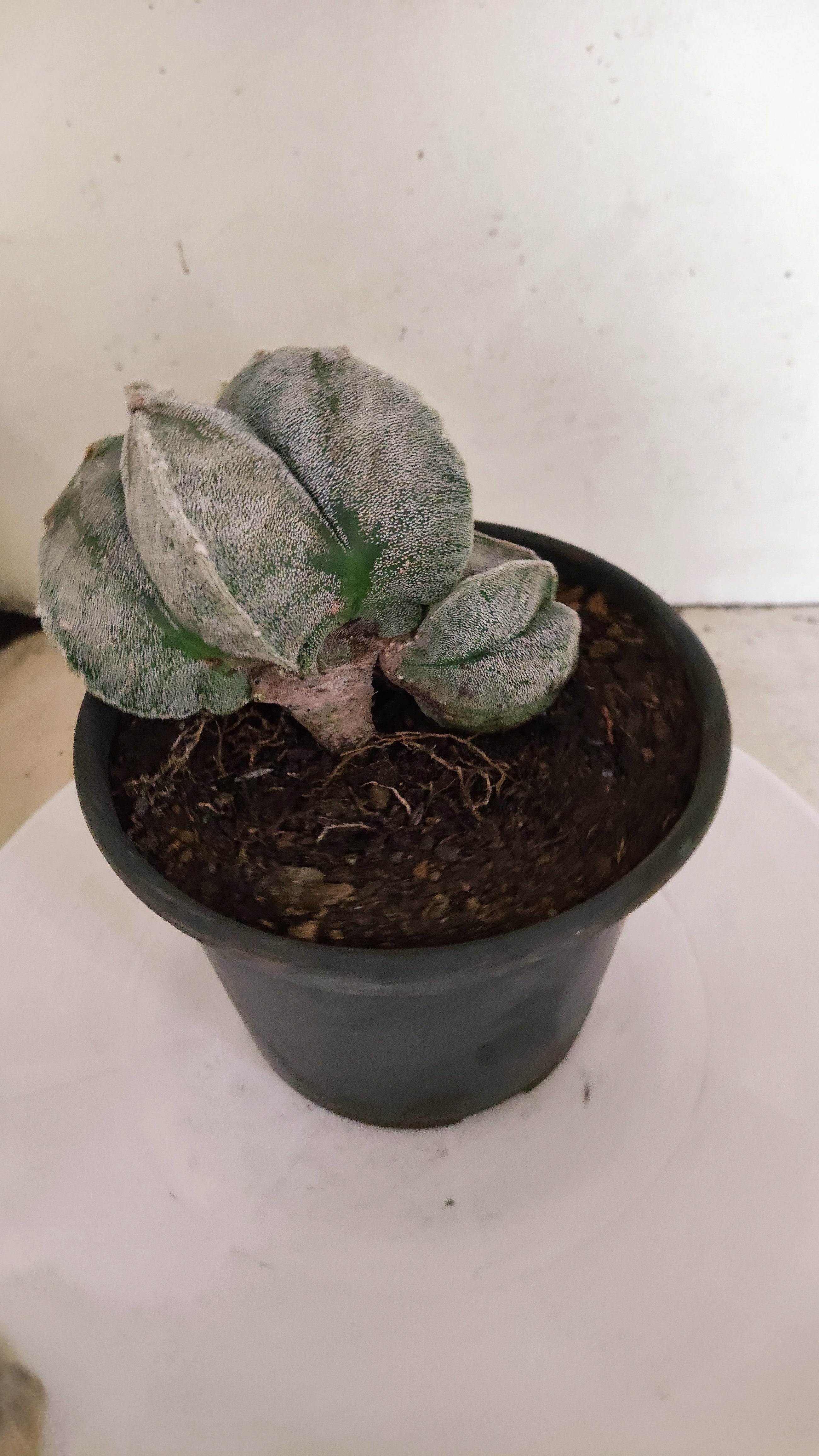 ASTROPHYTUM MYRIOSTIGMA "Bicéfalo" Nº 24 – vaso 15