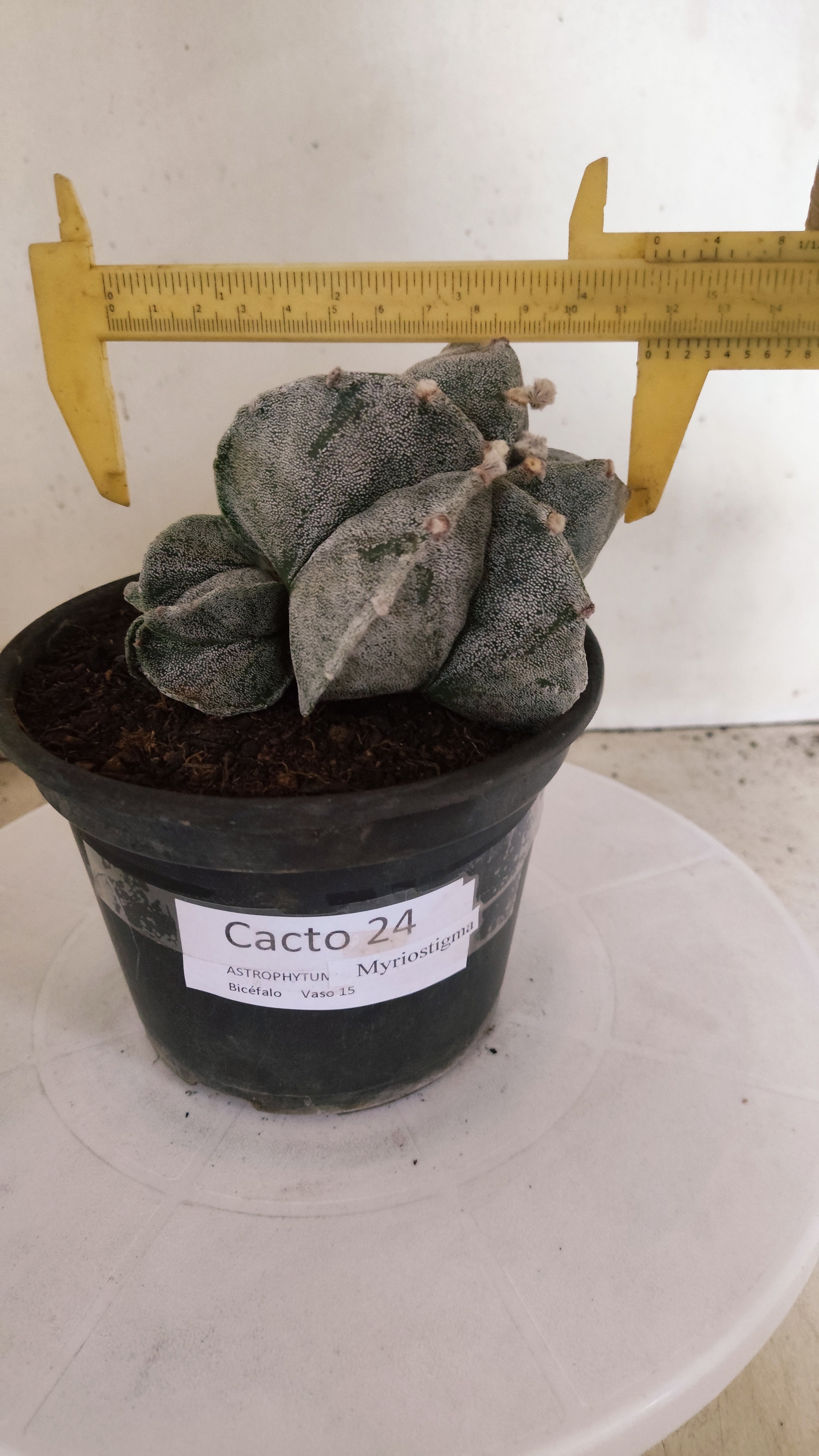 ASTROPHYTUM MYRIOSTIGMA "Bicéfalo" Nº 24 – vaso 15