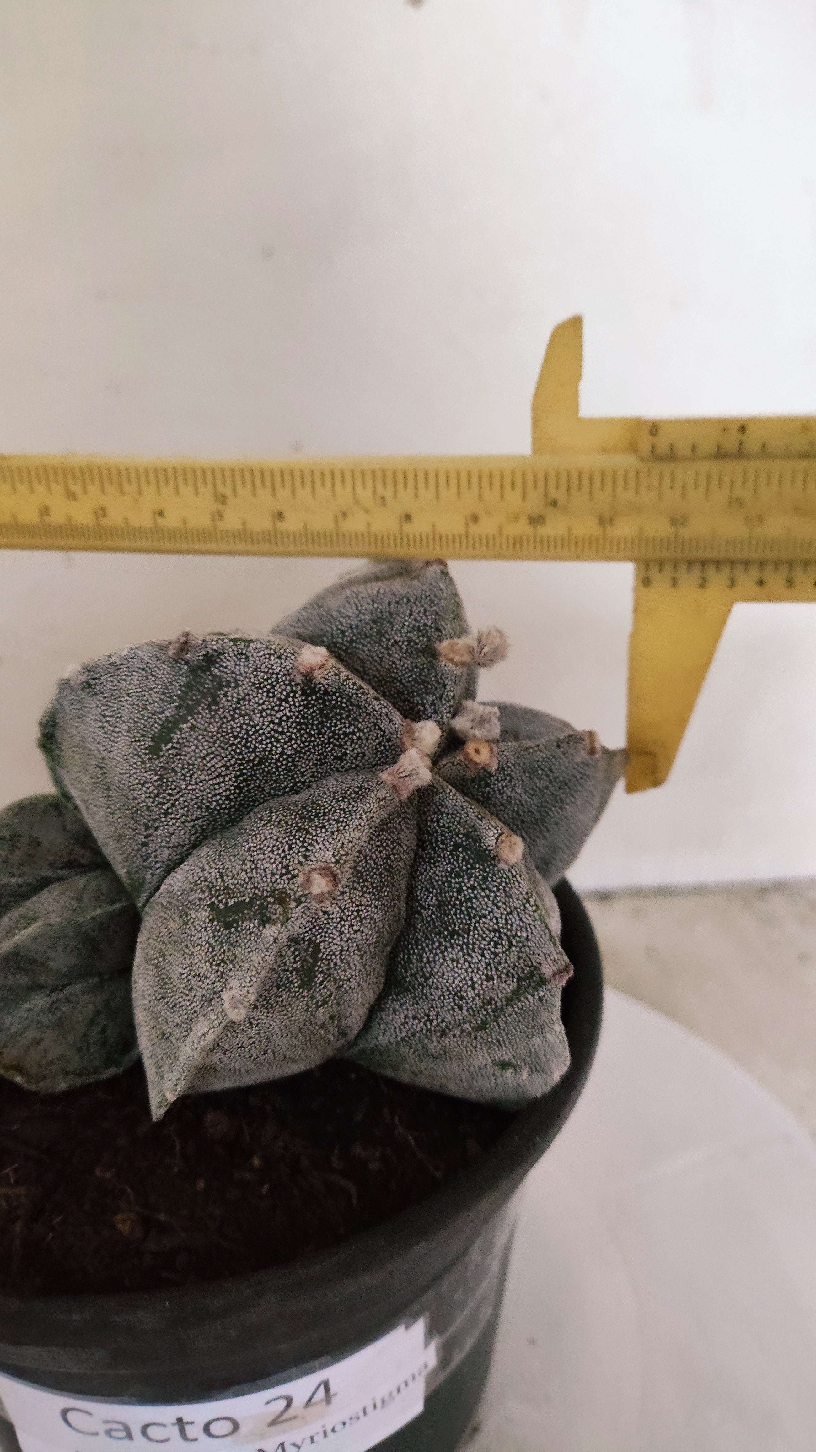 ASTROPHYTUM MYRIOSTIGMA "Bicéfalo" Nº 24 – vaso 15