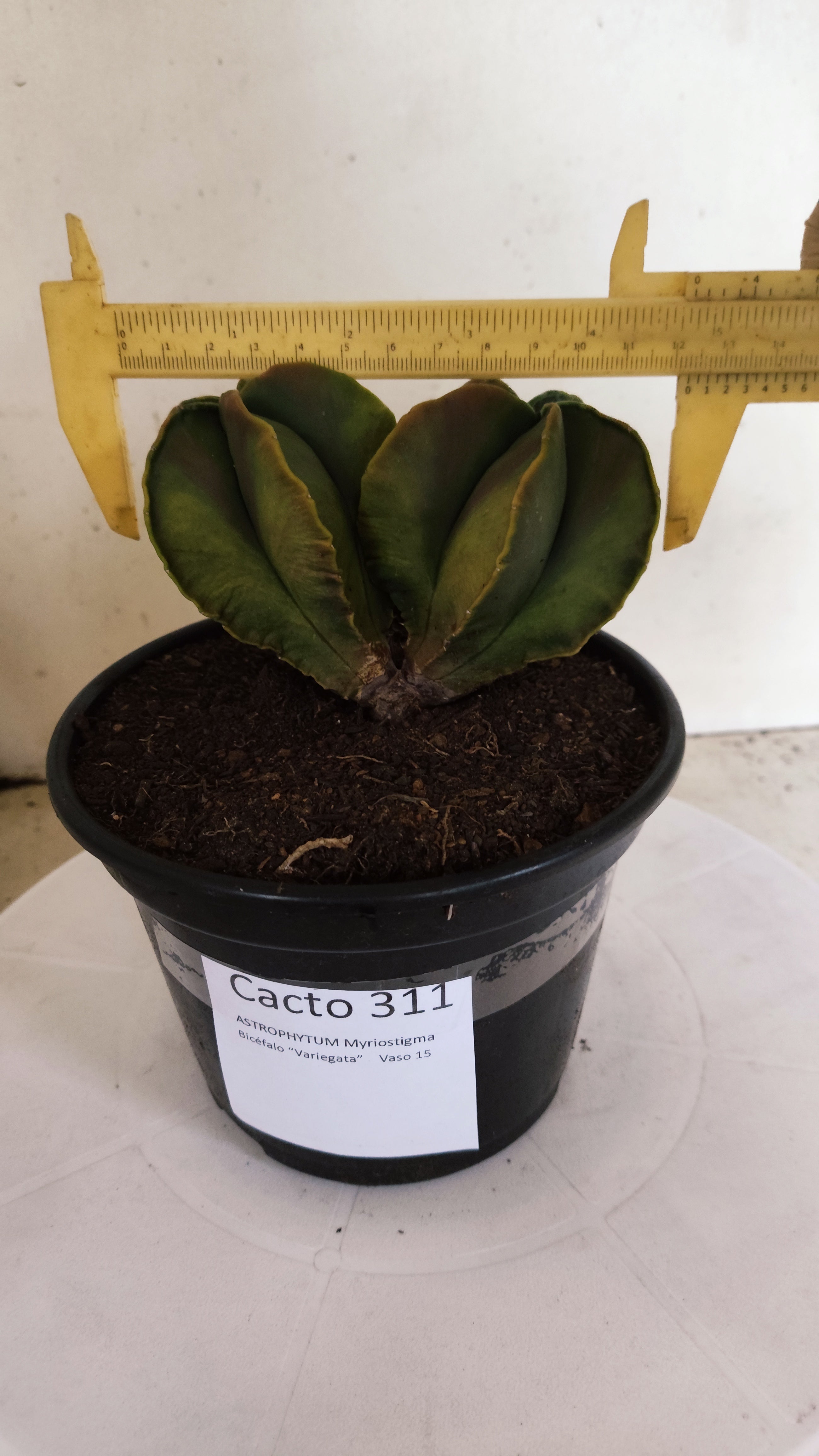 ASTROPHYTUM MYRIOSTIGMA "Variegata - Bicéfalo" Nº 311 – vaso 15