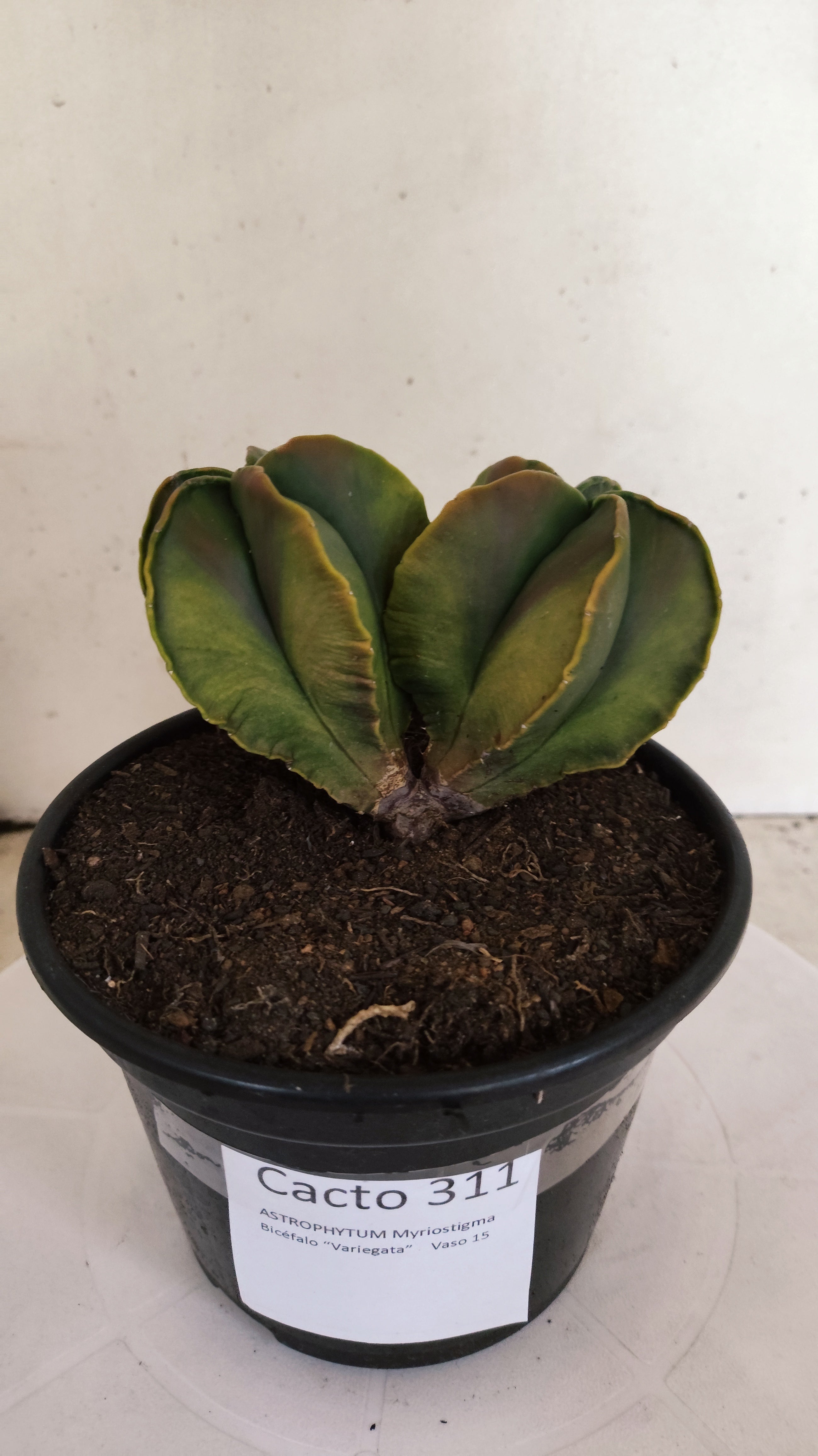 ASTROPHYTUM MYRIOSTIGMA "Variegata - Bicéfalo" Nº 311 – vaso 15