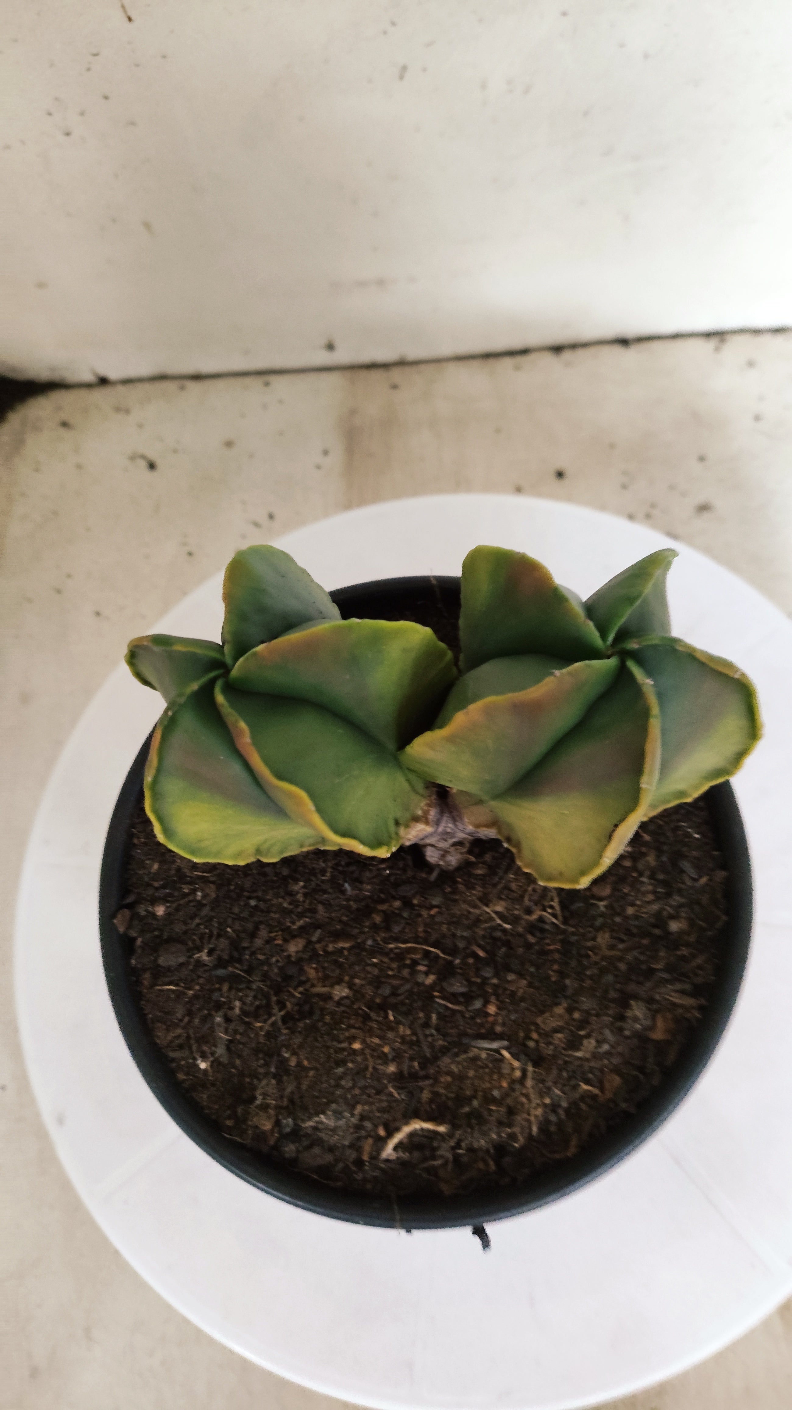 ASTROPHYTUM MYRIOSTIGMA "Variegata - Bicéfalo" Nº 311 – vaso 15
