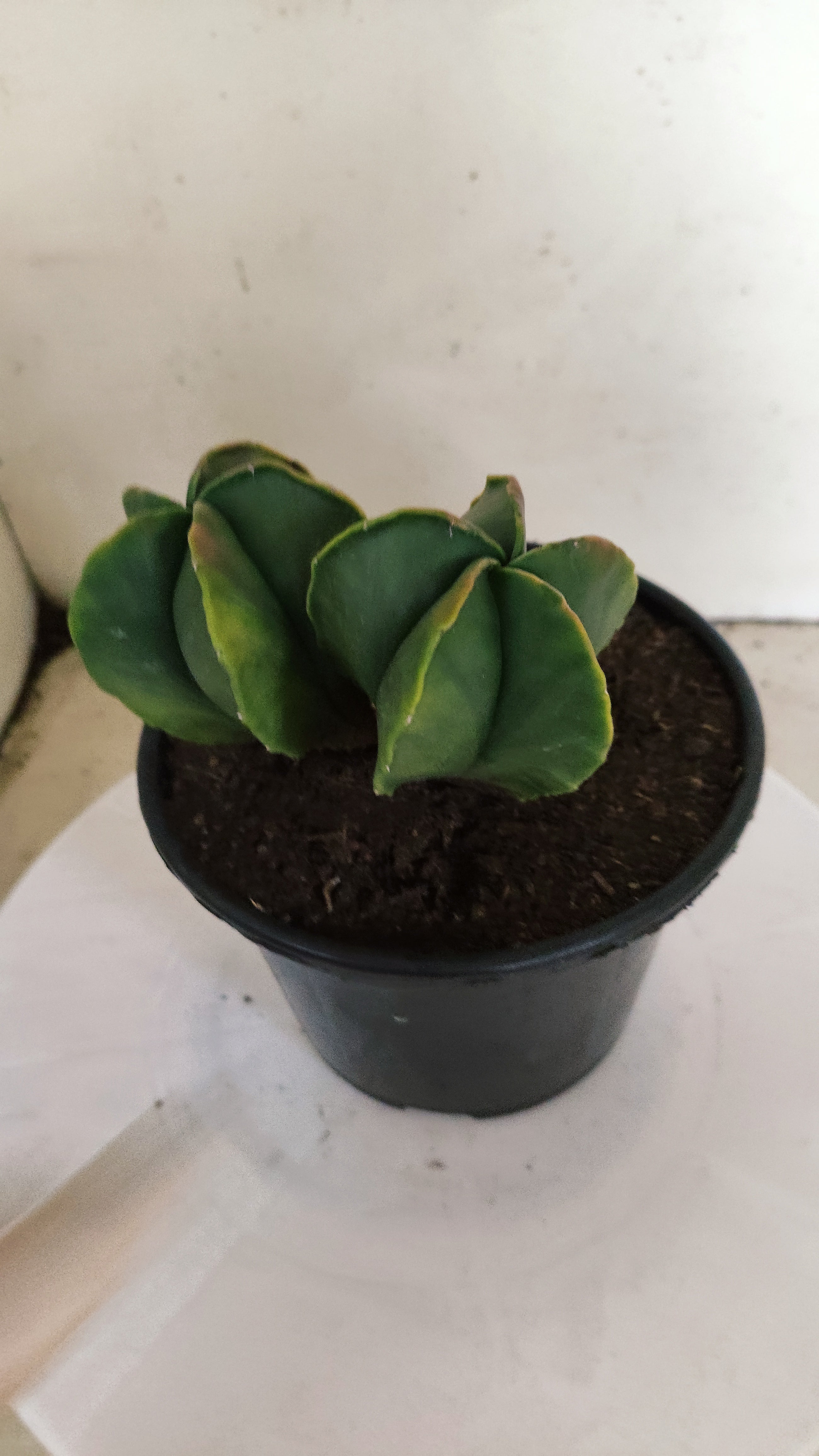 ASTROPHYTUM MYRIOSTIGMA "Variegata - Bicéfalo" Nº 311 – vaso 15