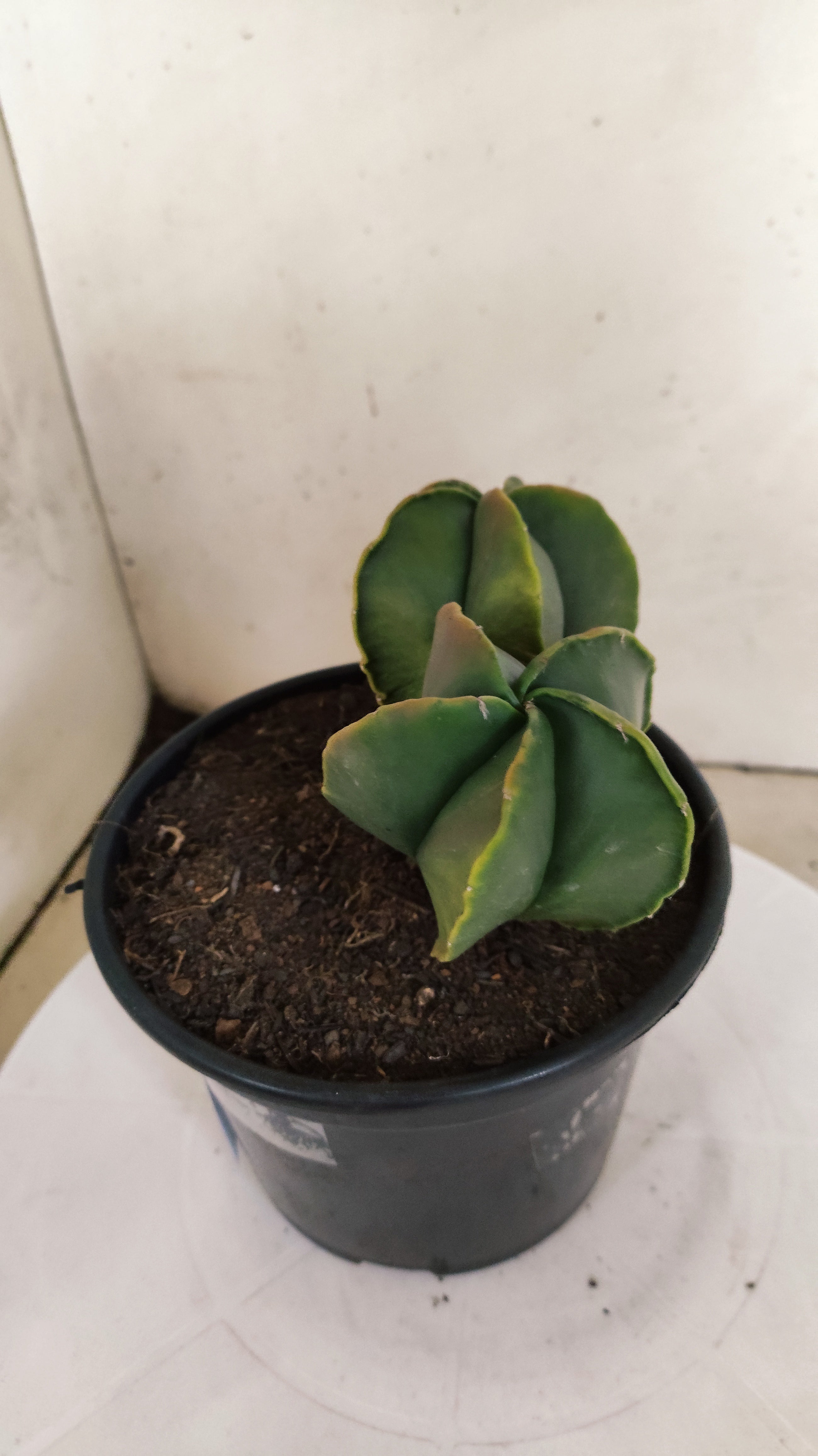 ASTROPHYTUM MYRIOSTIGMA "Variegata - Bicéfalo" Nº 311 – vaso 15
