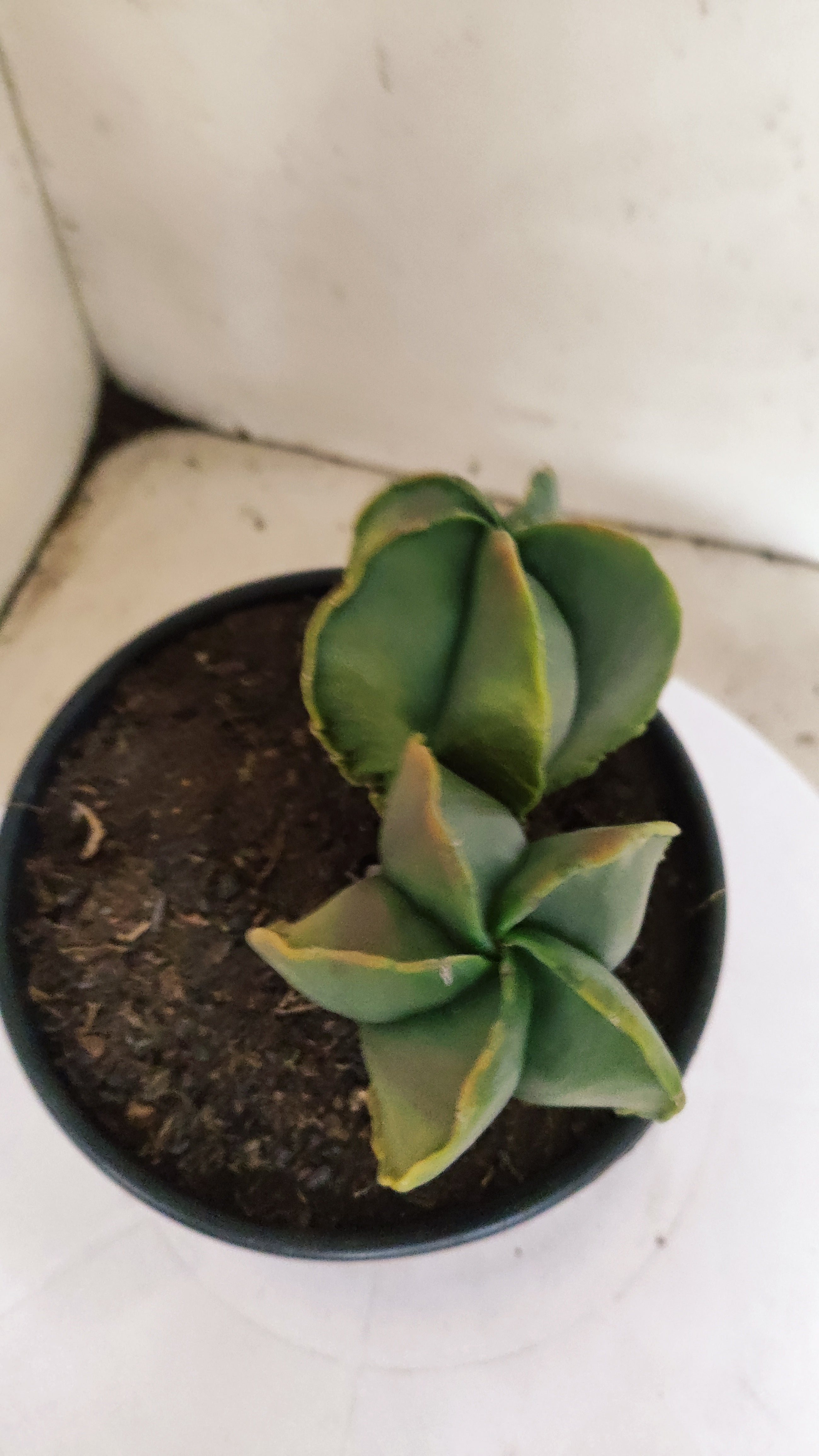 ASTROPHYTUM MYRIOSTIGMA "Variegata - Bicéfalo" Nº 311 – vaso 15
