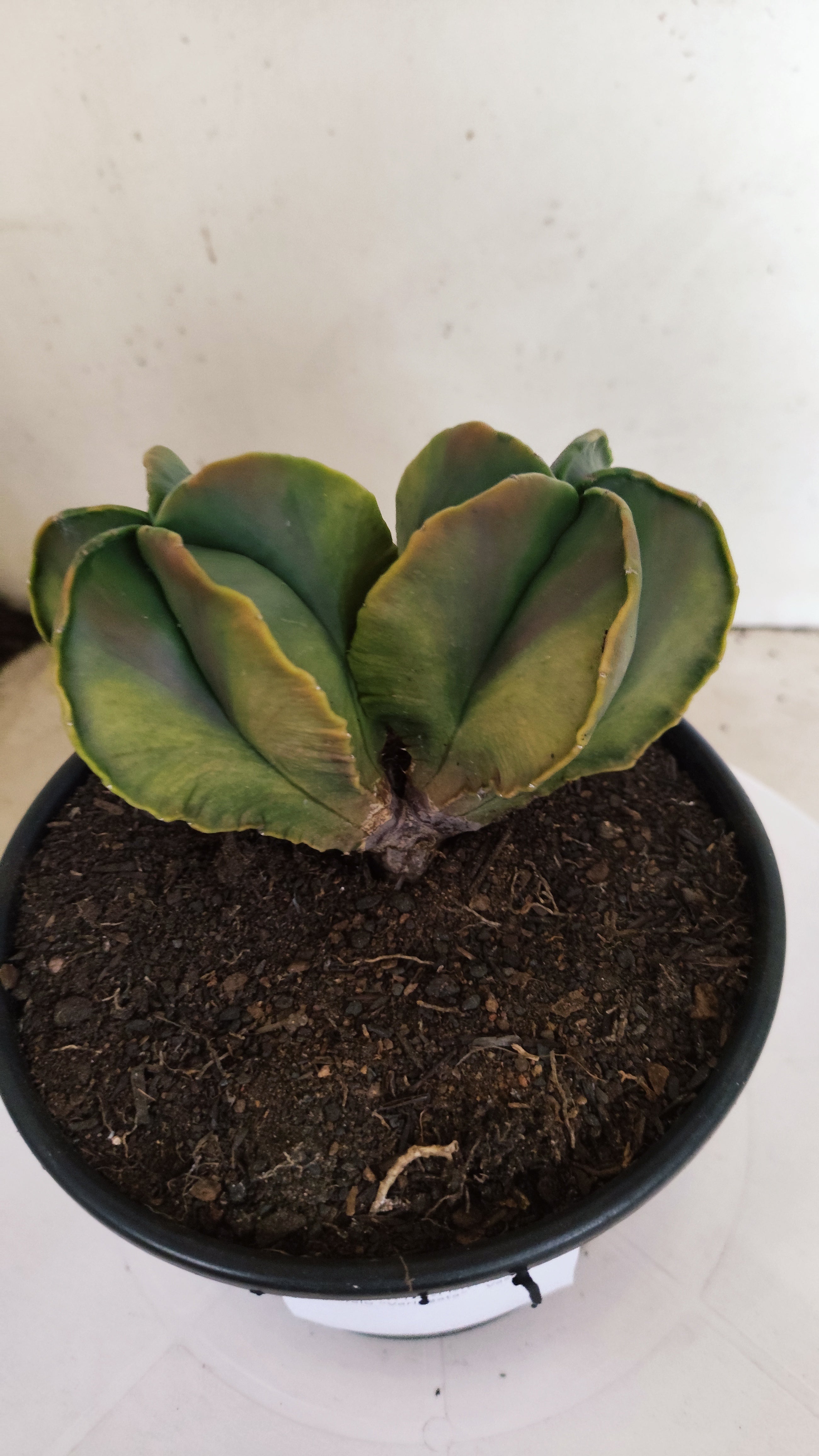 ASTROPHYTUM MYRIOSTIGMA "Variegata - Bicéfalo" Nº 311 – vaso 15