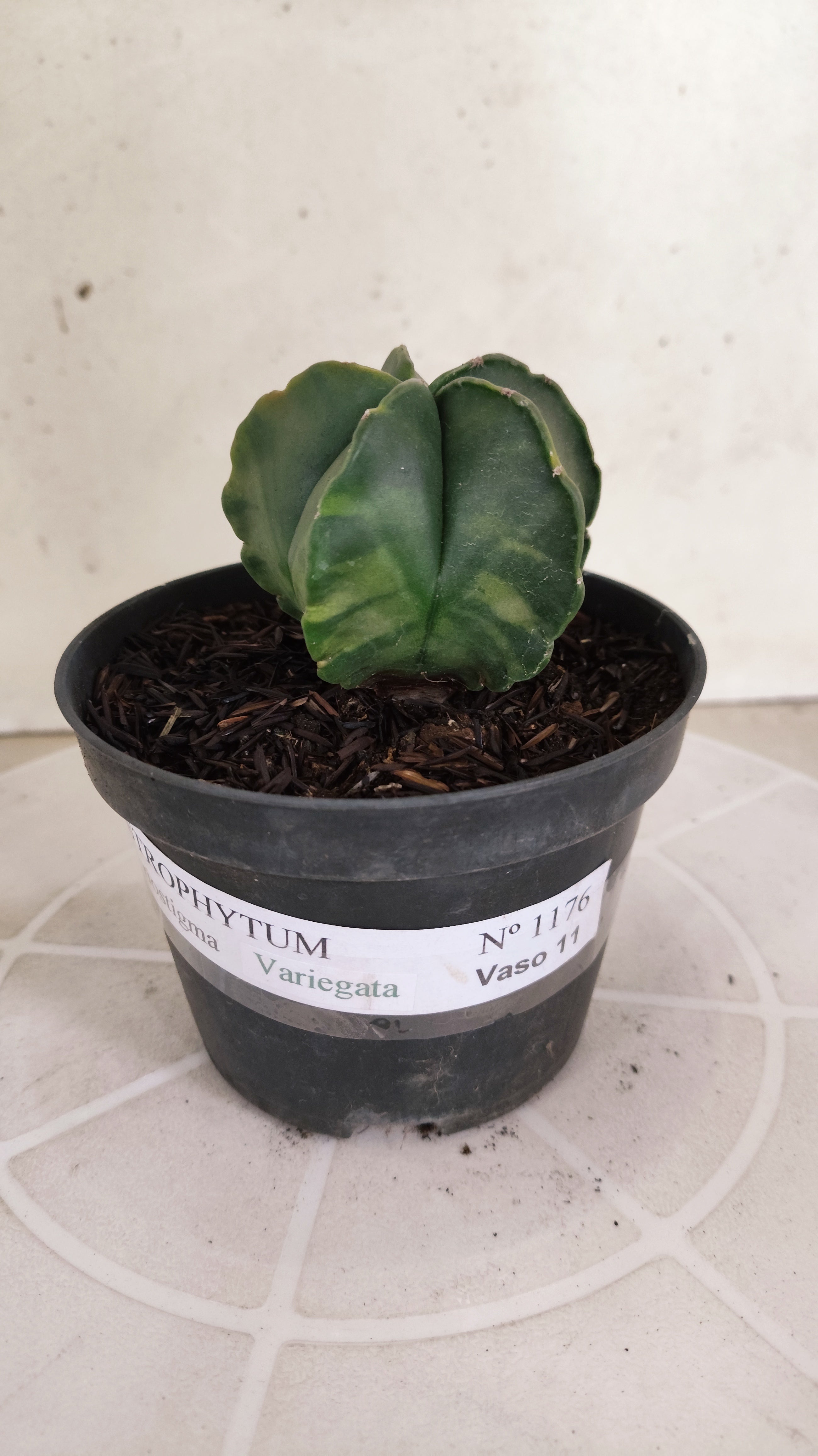 ASTROPHYTUM MYRIOSTIGMA "Variegata" Nº 1176 – vaso 11