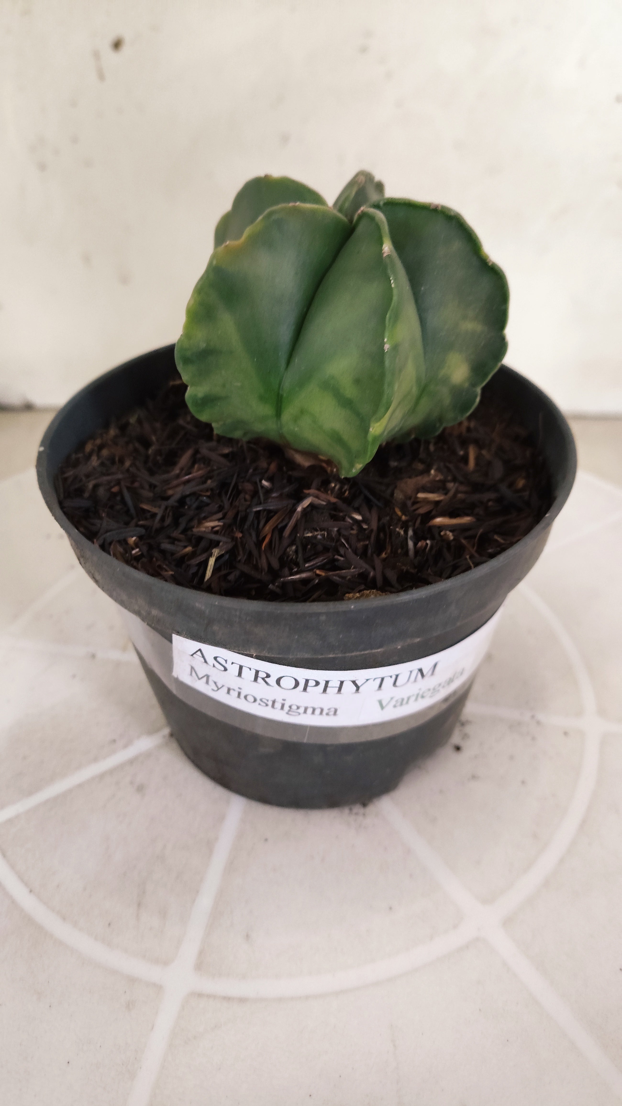 ASTROPHYTUM MYRIOSTIGMA "Variegata" Nº 1176 – vaso 11